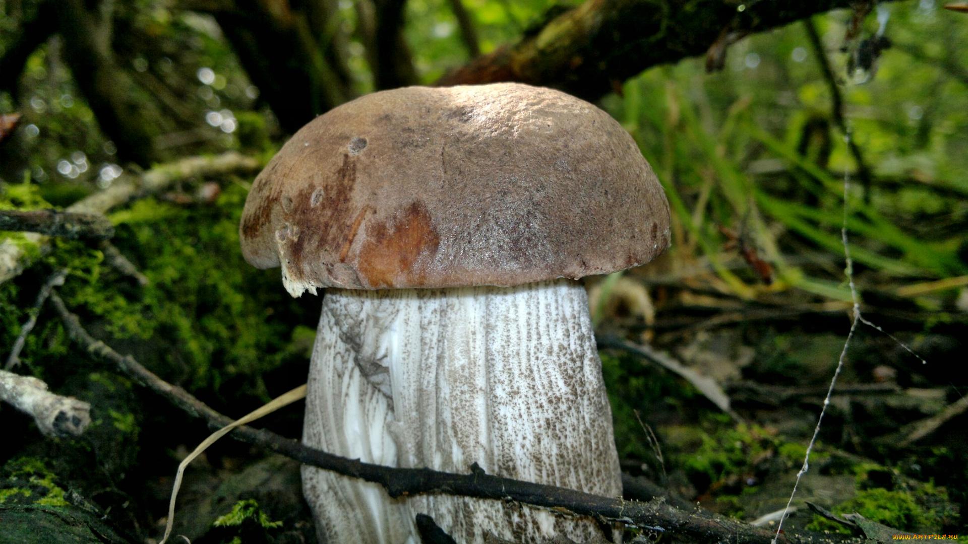 природа, грибы, гриб, трава, листва, лес