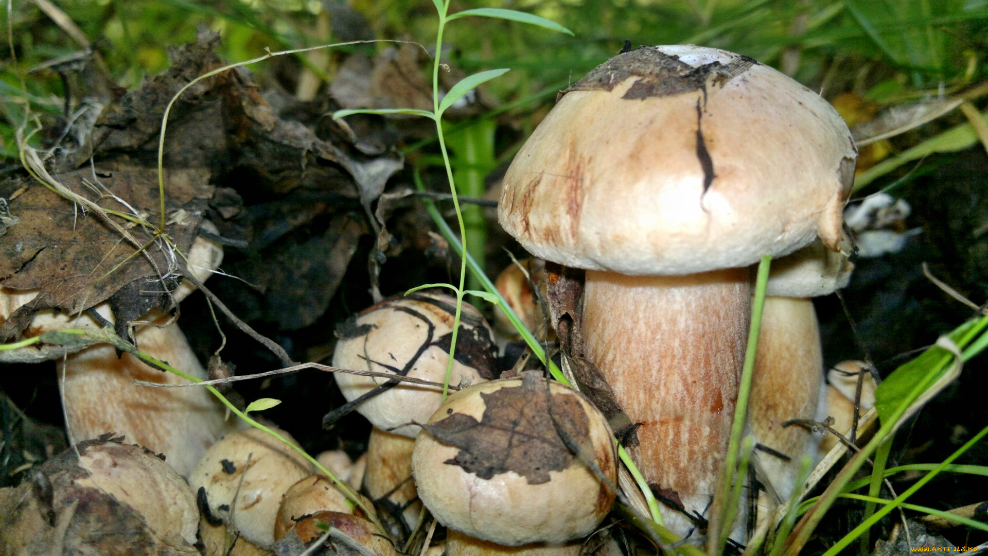 природа, грибы, листва, лес, гриб, трава