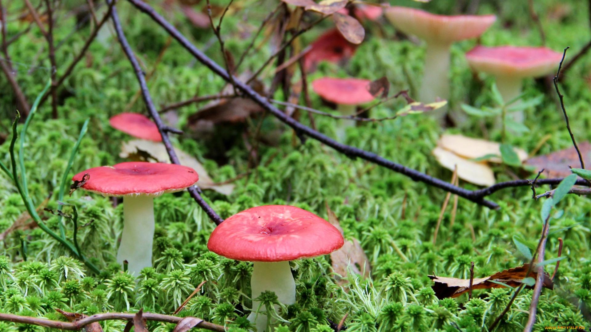 природа, грибы, сыроежки