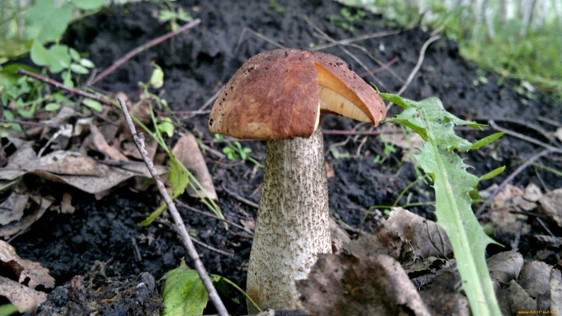 природа, грибы, трава, лес, гриб, листва