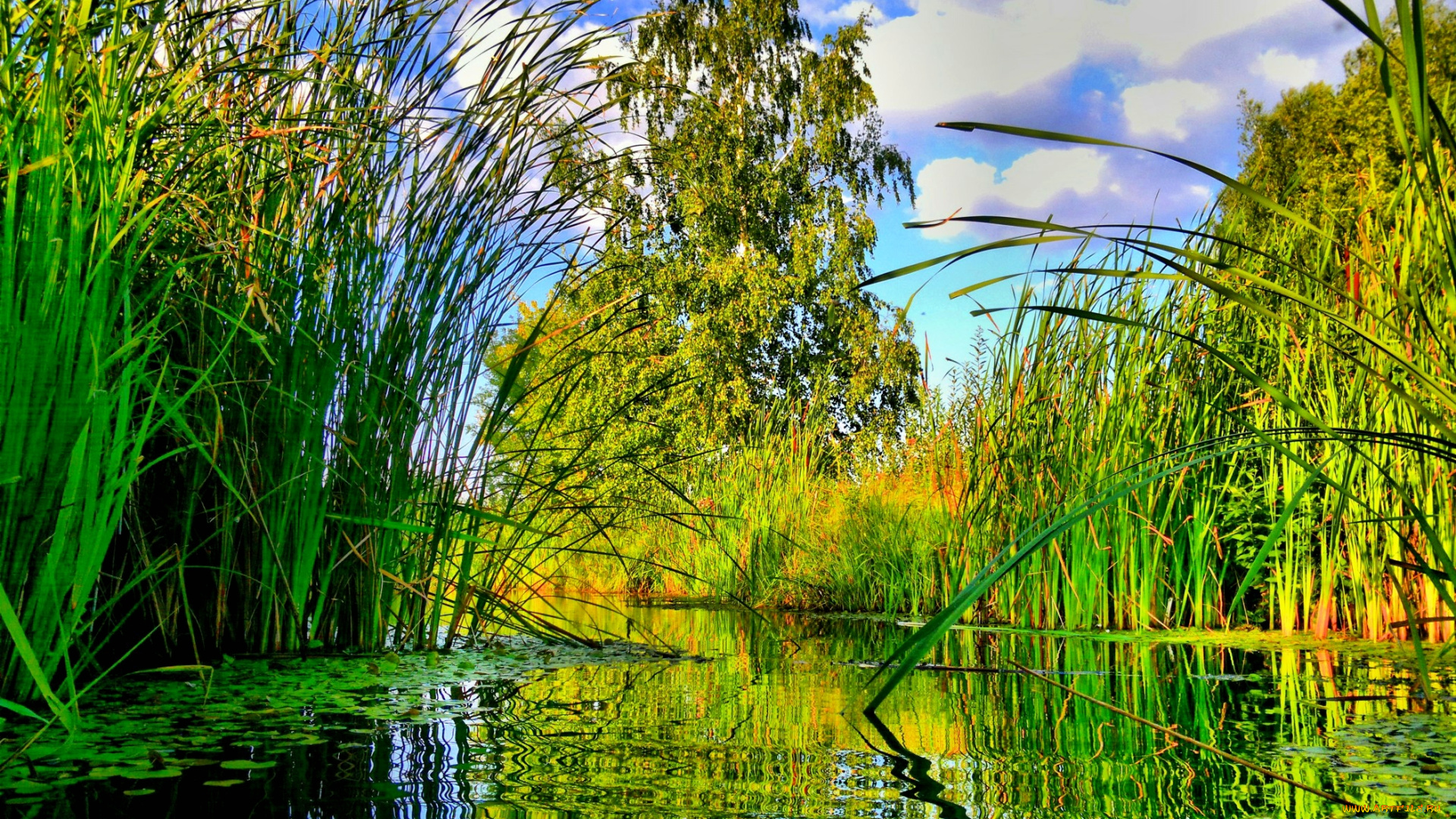 природа, реки, озера, дерево, лето, река, водоросли, осока