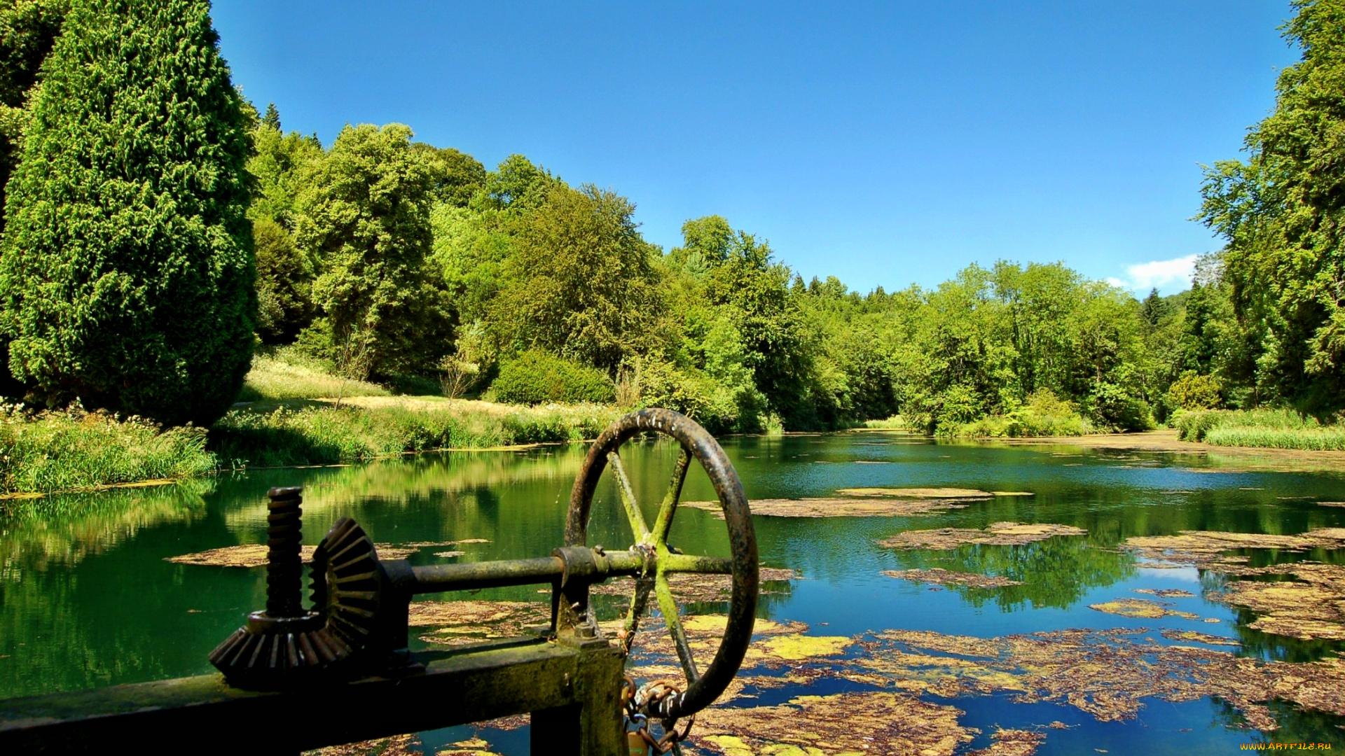 природа, реки, озера, лето, лес, река, трава, водоросли, зелень
