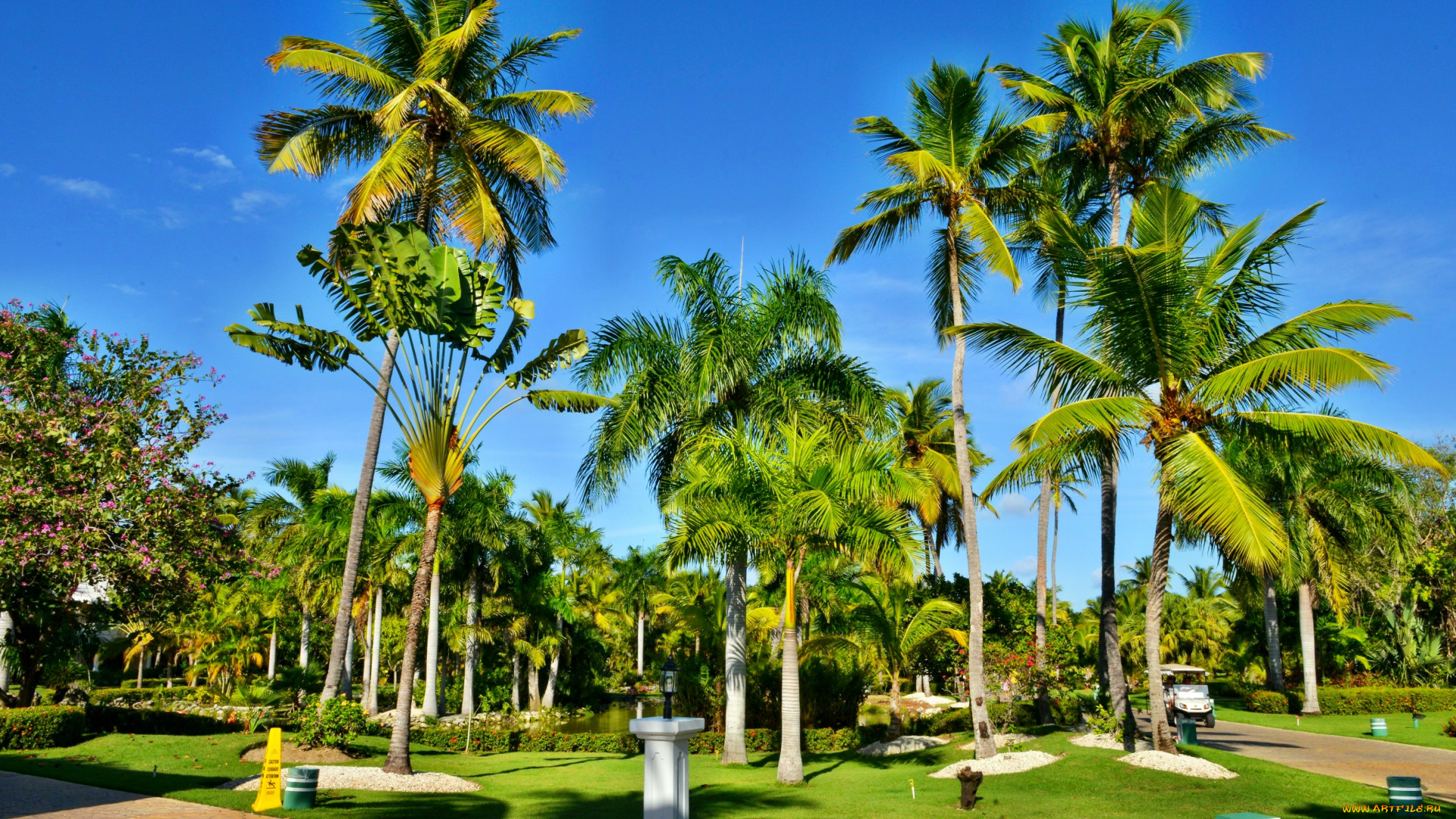 природа, тропики, парк, пальмы