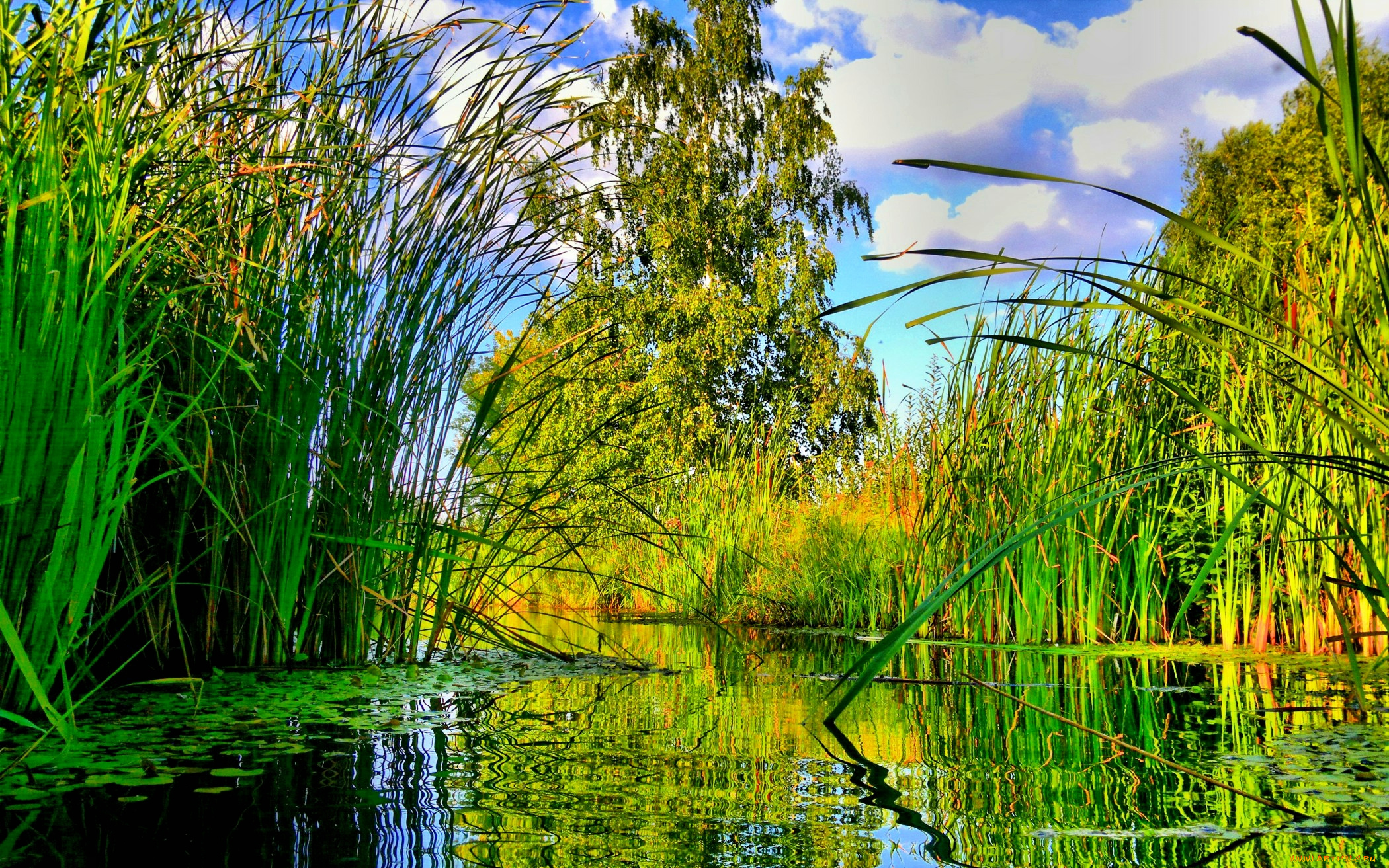 природа, реки, озера, дерево, лето, река, водоросли, осока