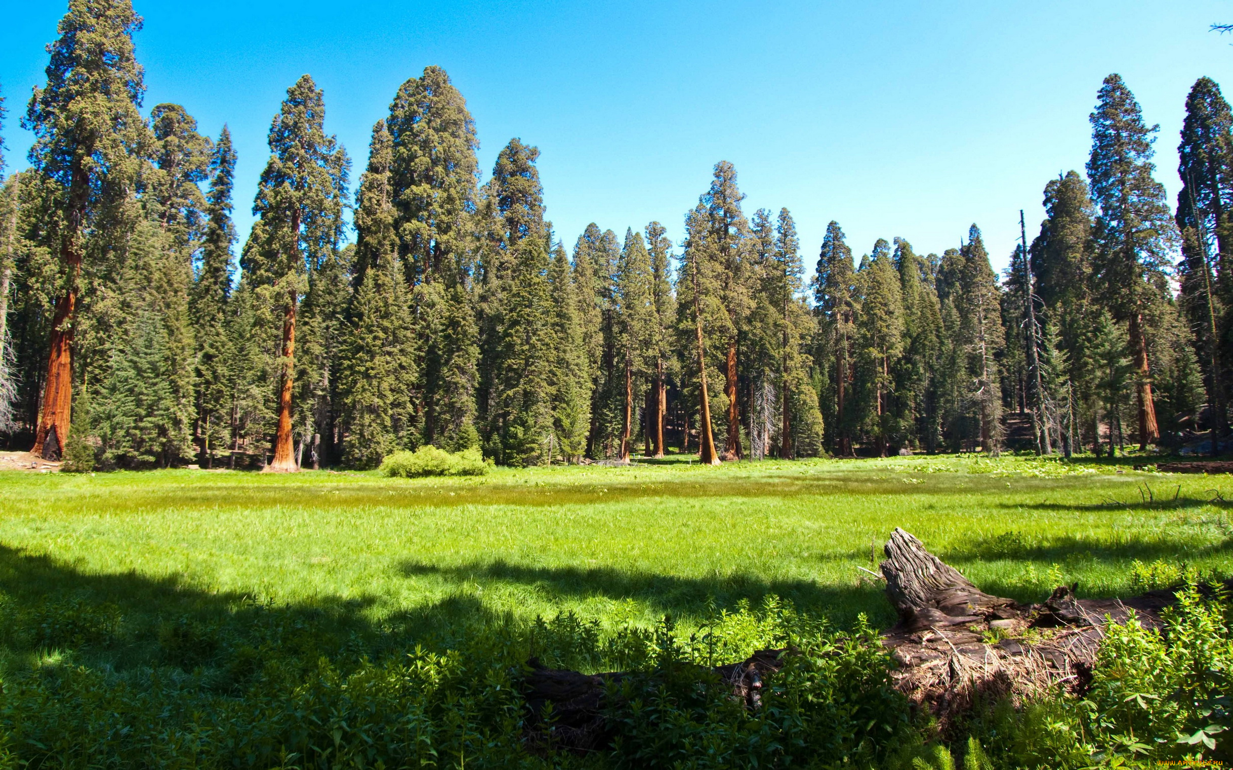 sequoia, national, park, california, природа, лес, поляна, парк