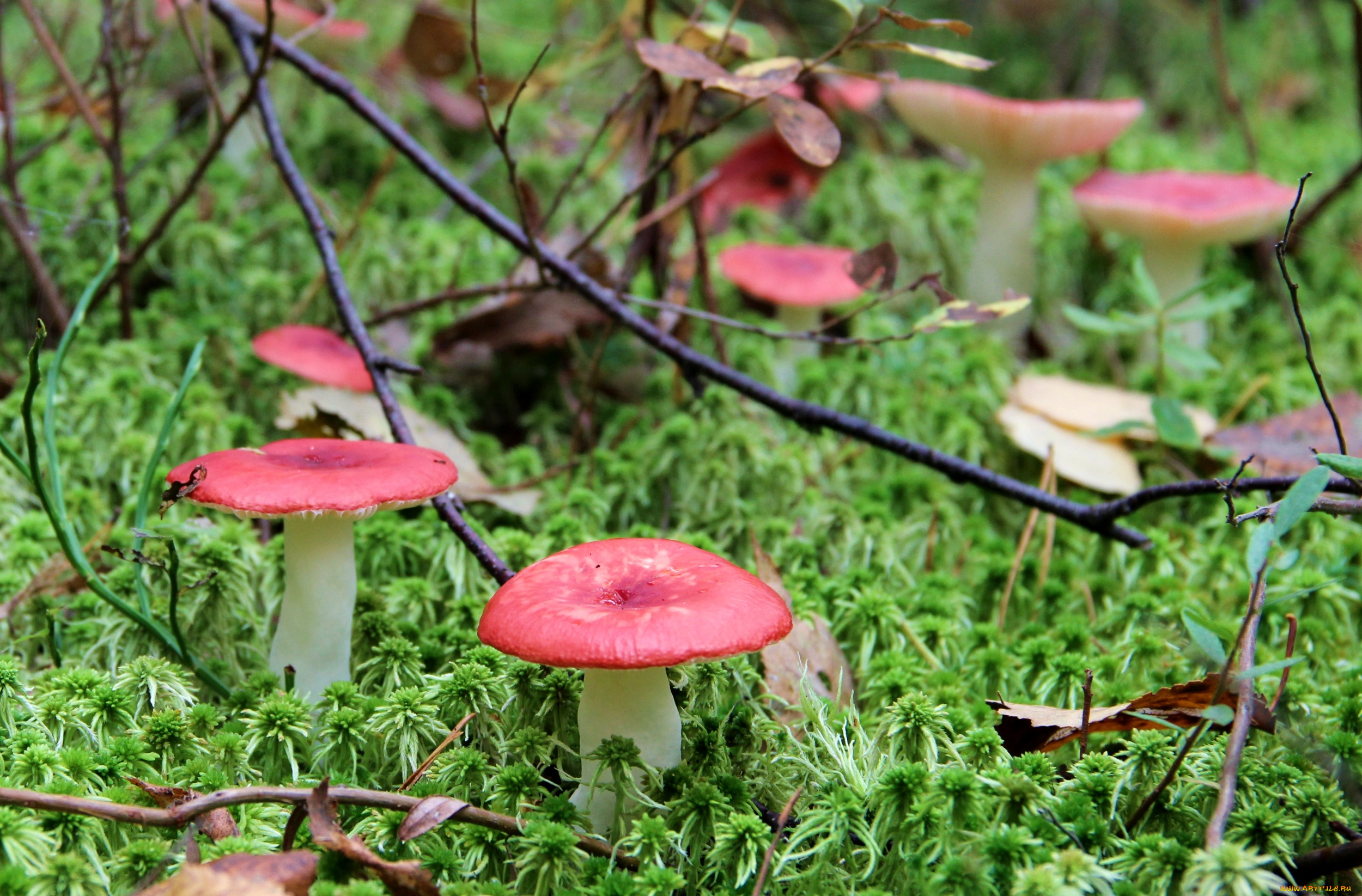 природа, грибы, сыроежки