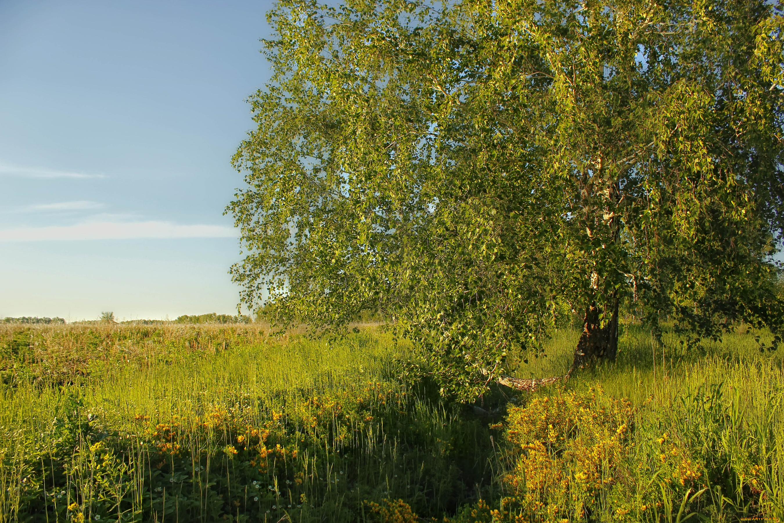 природа, деревья, береза, луг