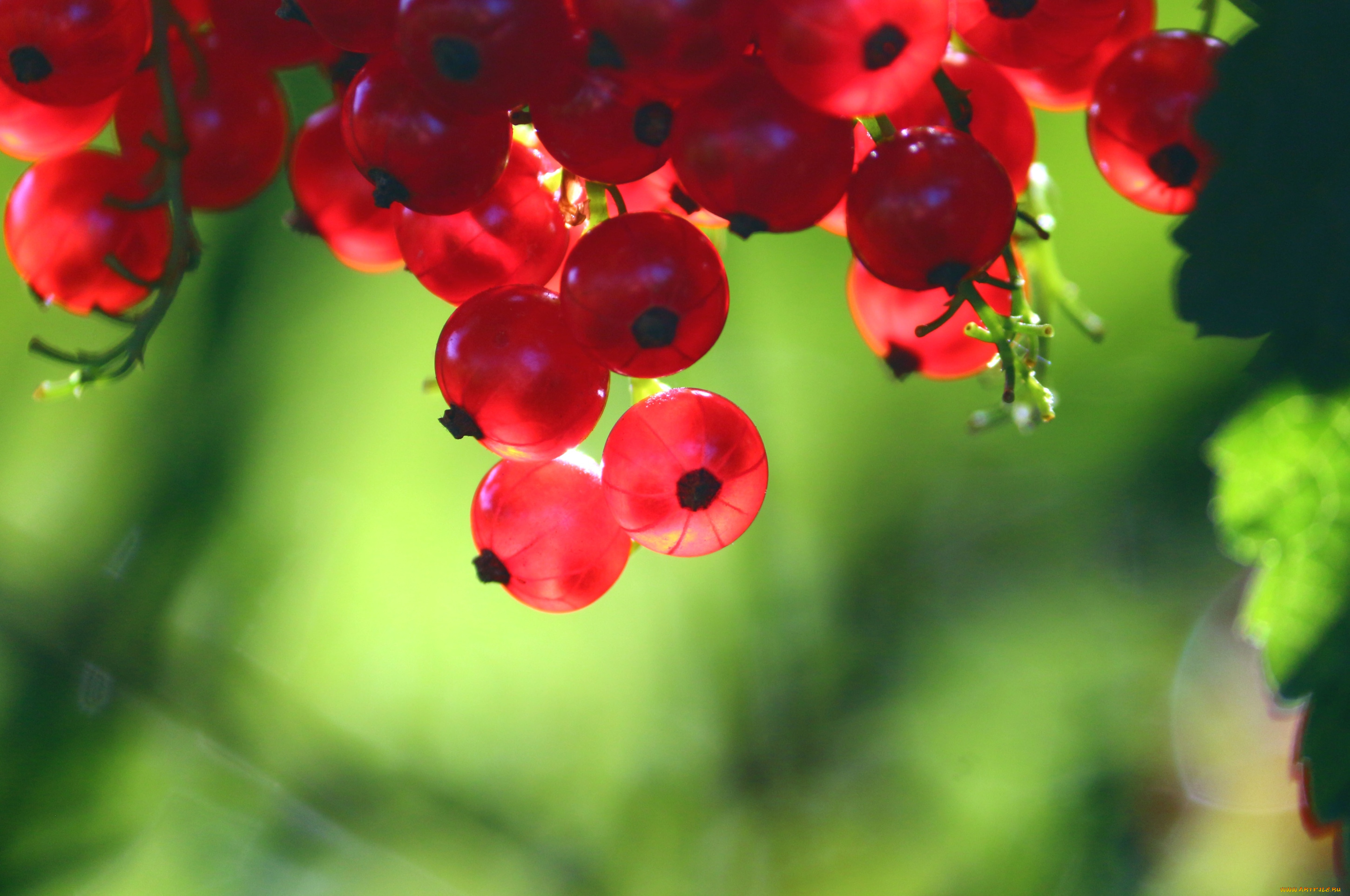 природа, Ягоды, красная, смородина