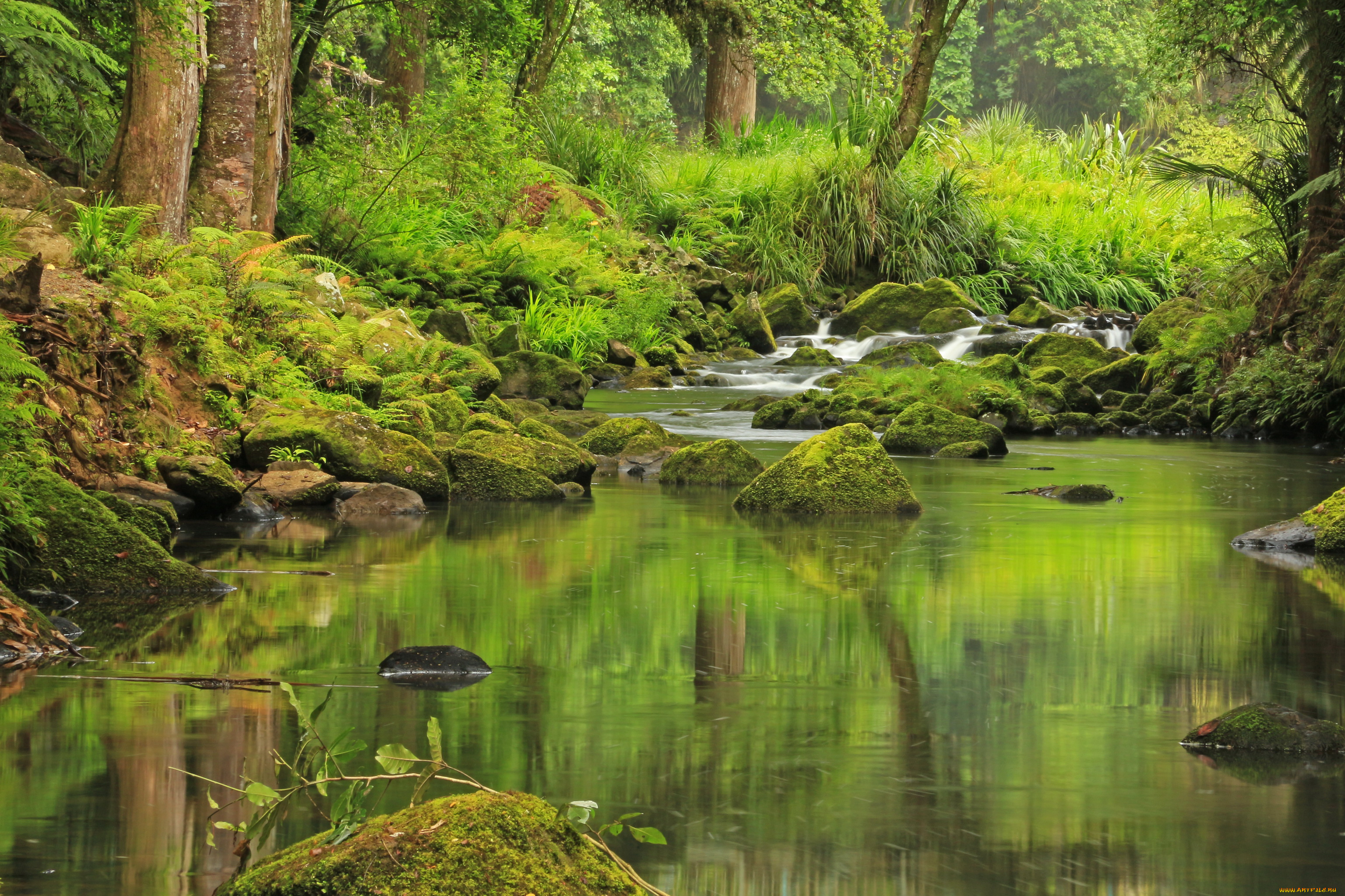 hatea, river, new, zealand, природа, реки, озера, лес, река, тропики