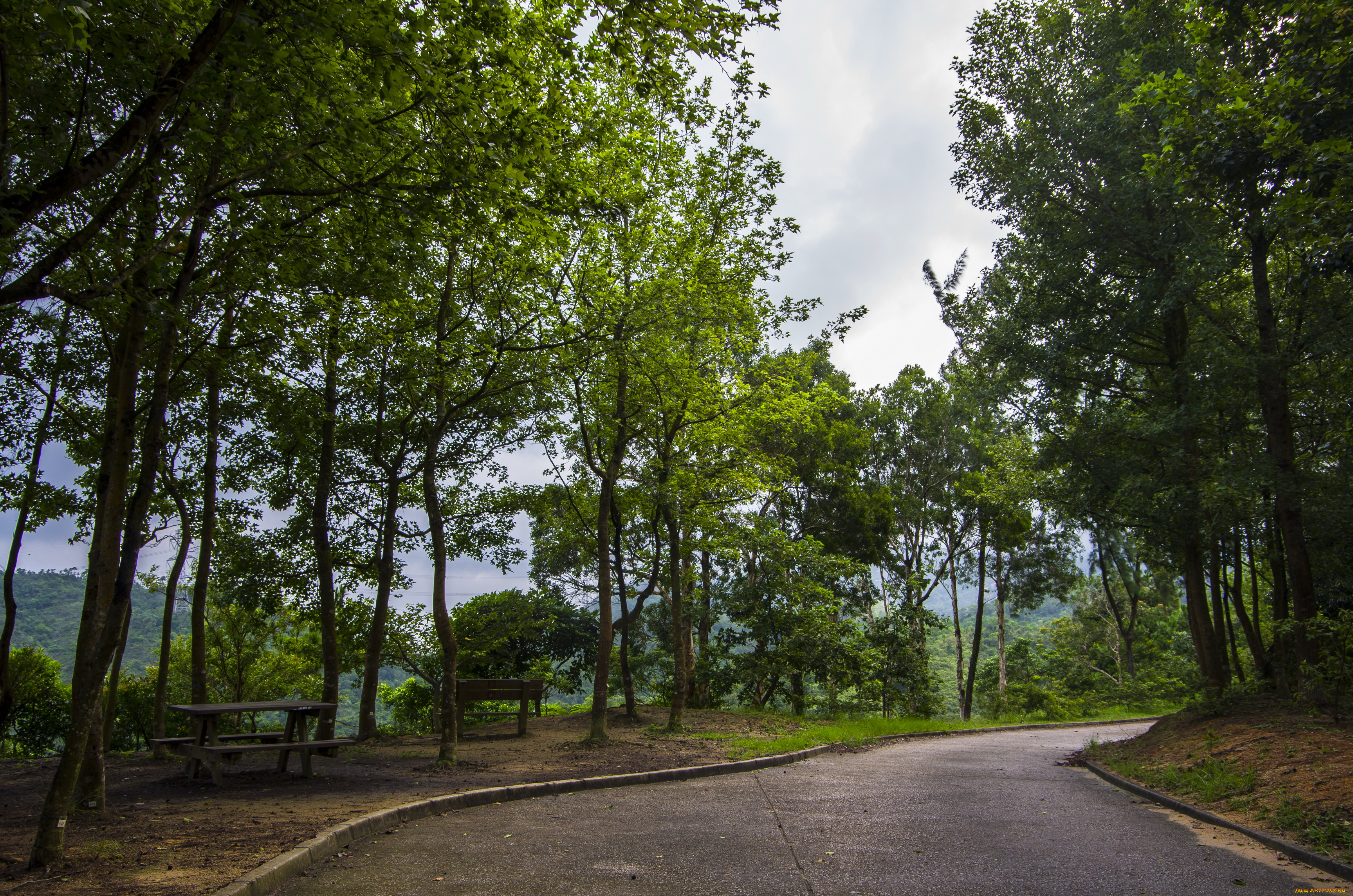 гонконг, природа, парк, тропики, трава, растения