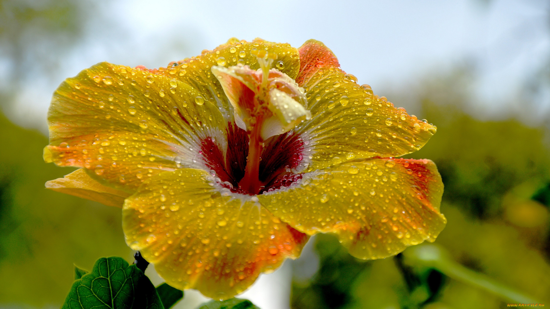 цветы, гибискусы, тычинки, цветение, ярко, лепестки, листики, гибискус