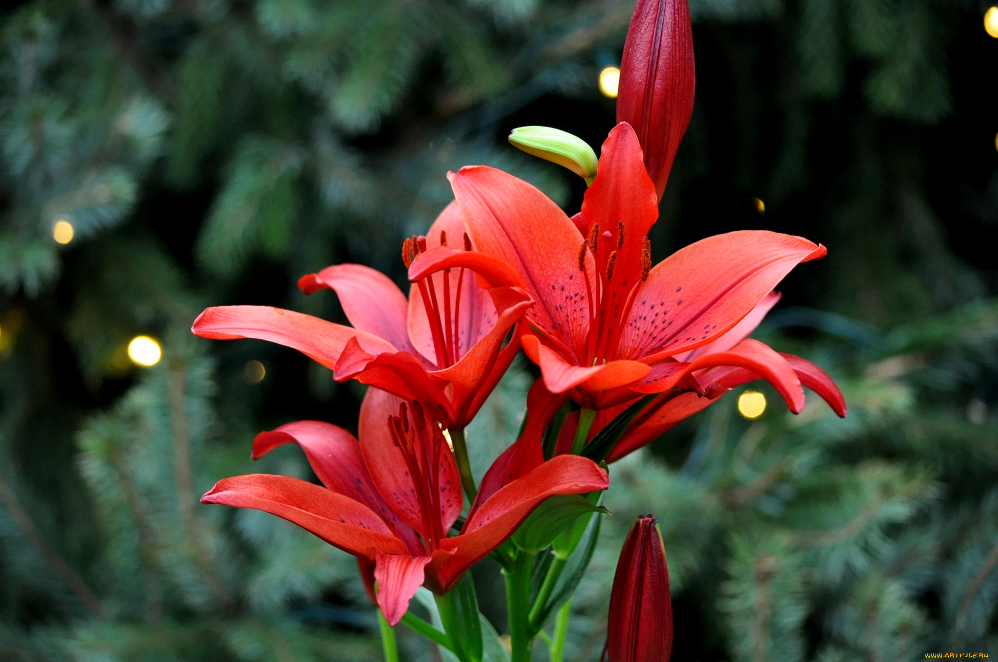 цветы, лилии, , лилейники, лепестки, цветение