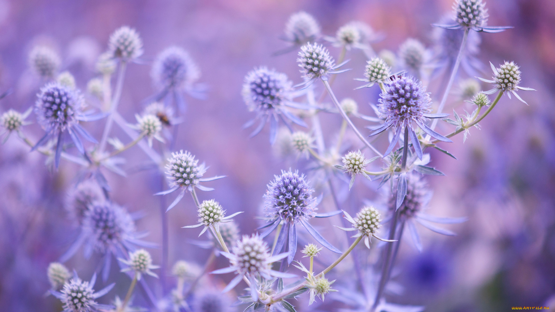 цветы, Чертополох, , репейник, растение, цветок, макро, листья, стебель, поле, луг