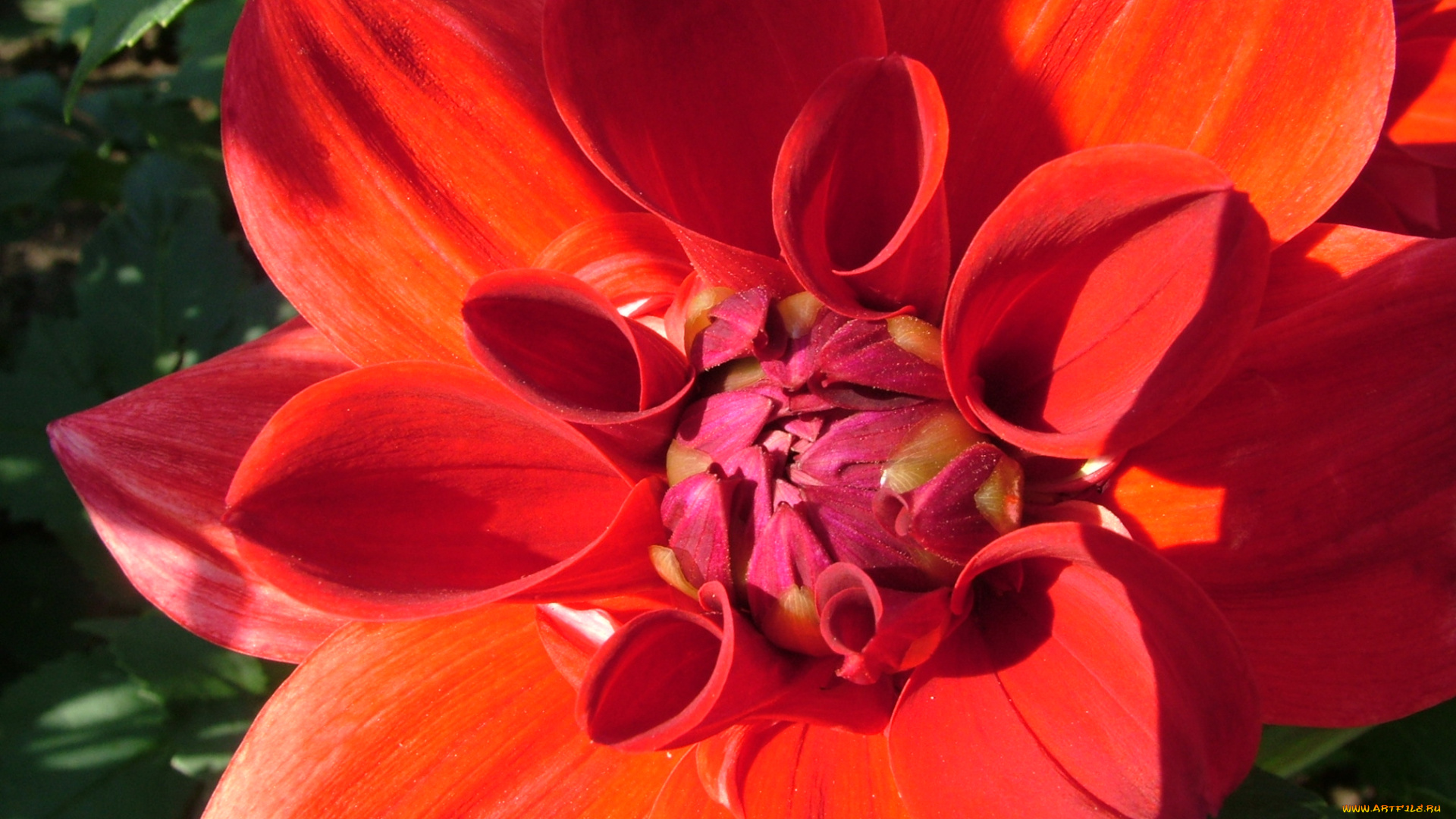 цветы, георгины, лепестки