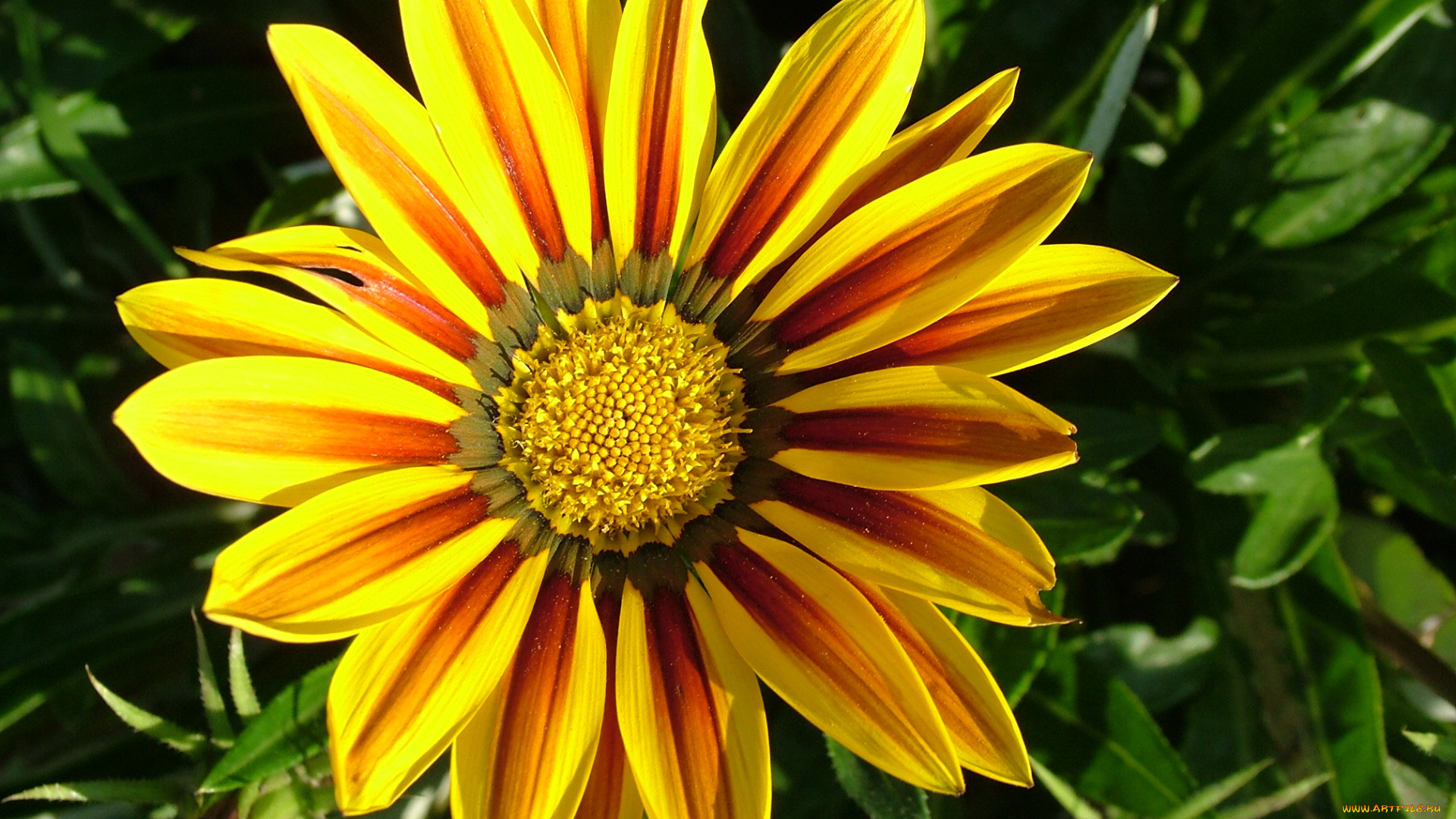 цветы, лепестки