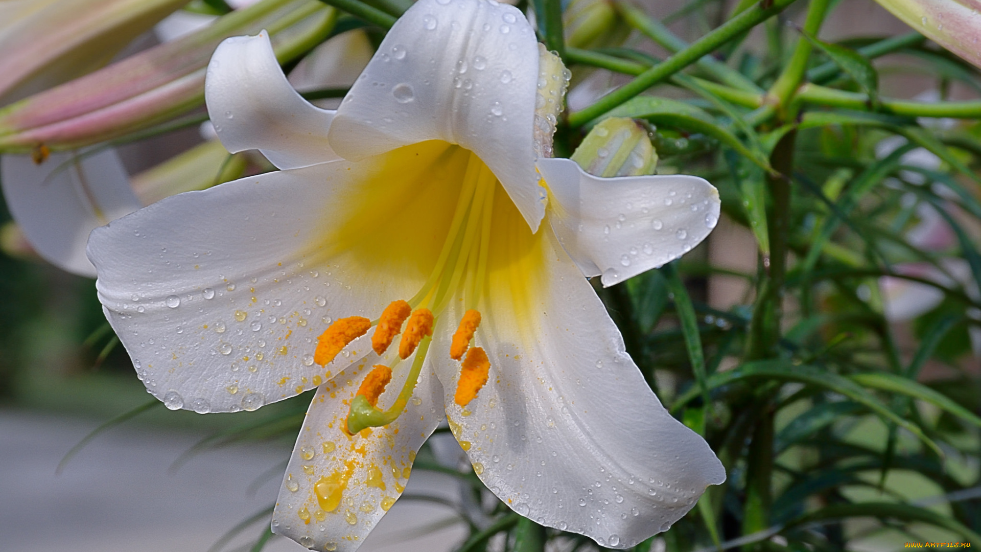 цветы, лилии, , лилейники, лилия