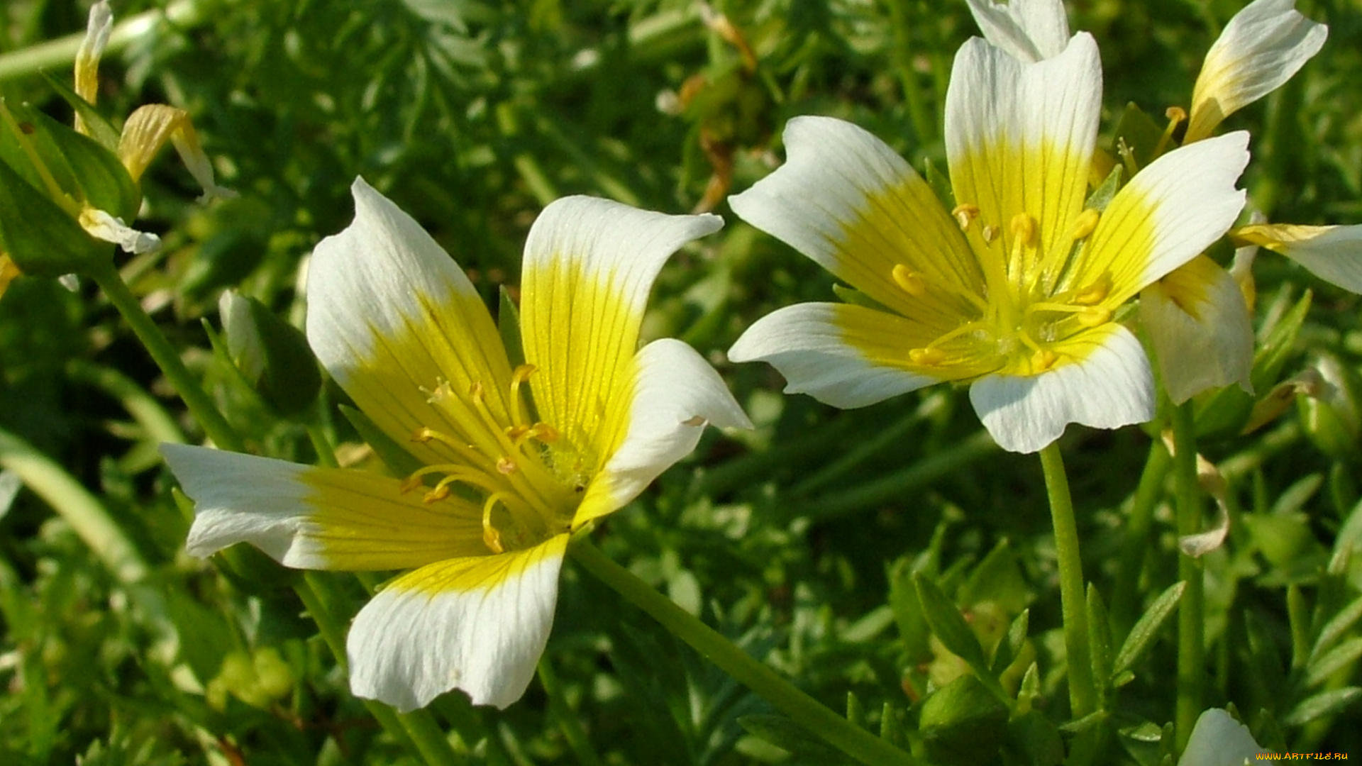 цветы, луговые, , полевые, , цветы, лепестки