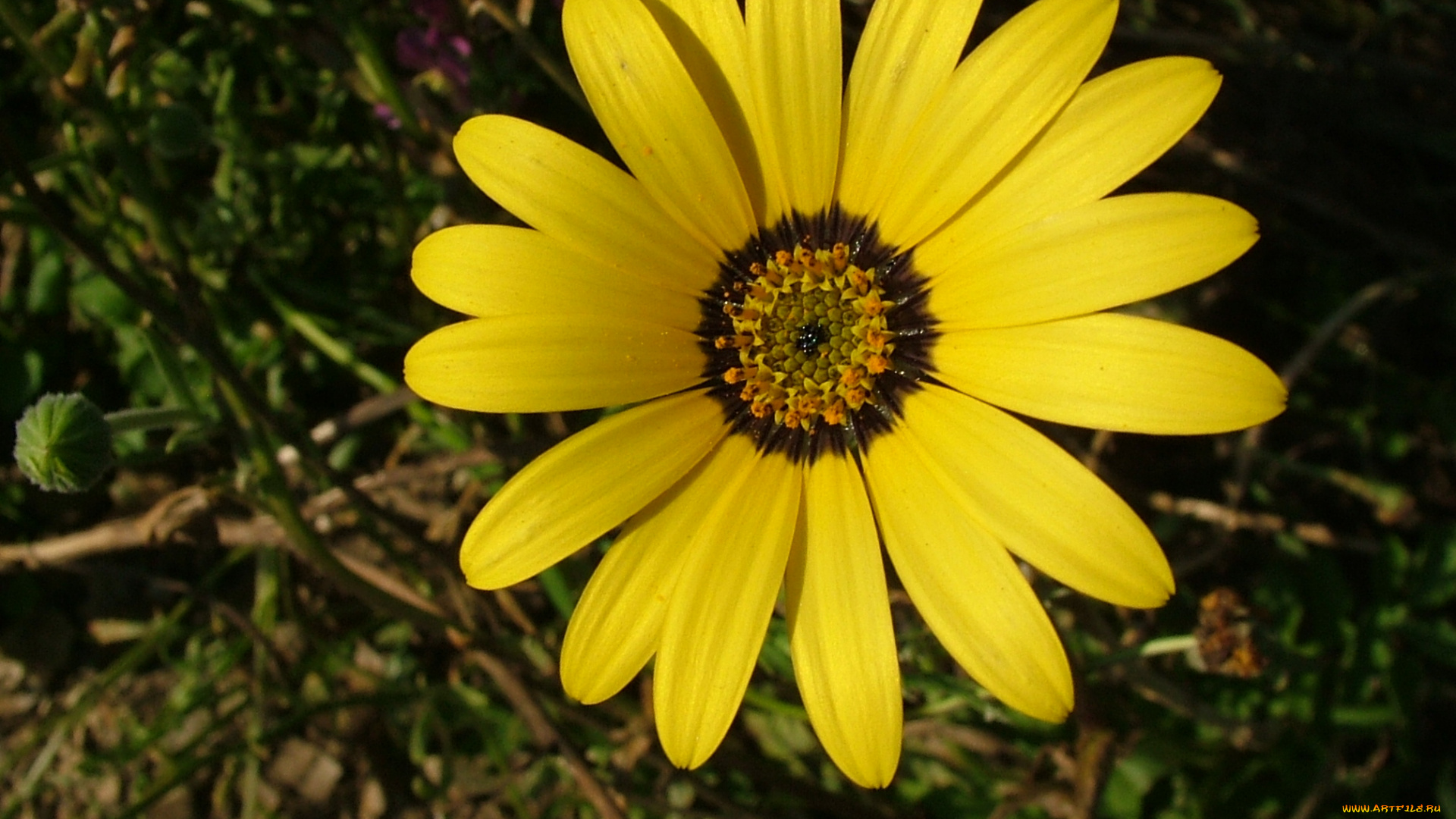 цветы, ромашки, лепестки