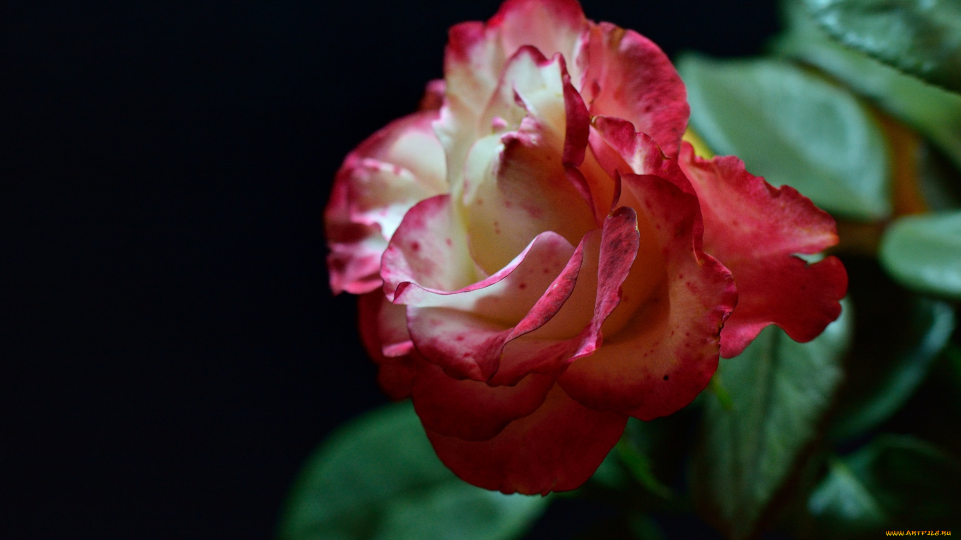 цветы, розы, роза