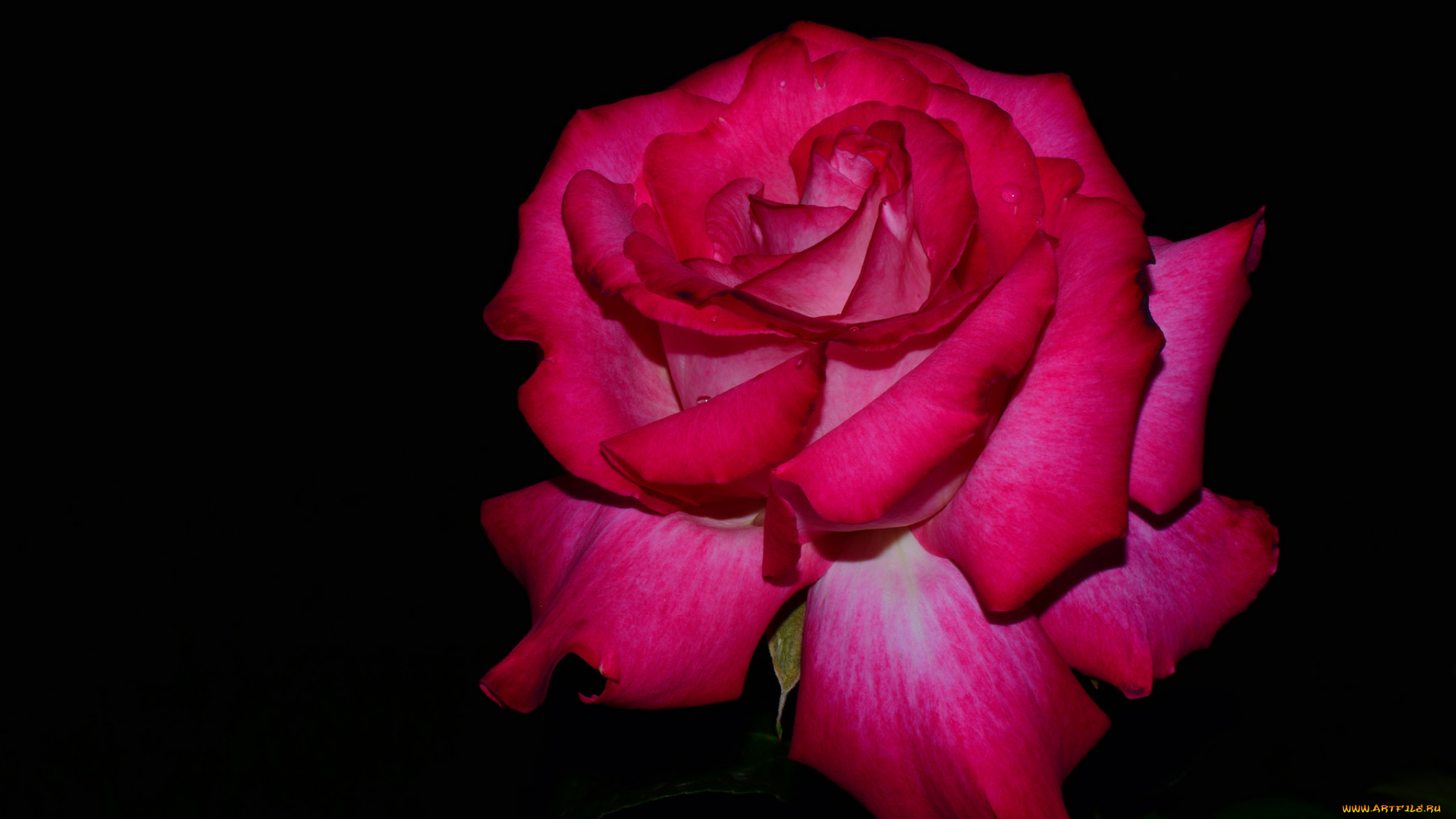 цветы, розы, роза