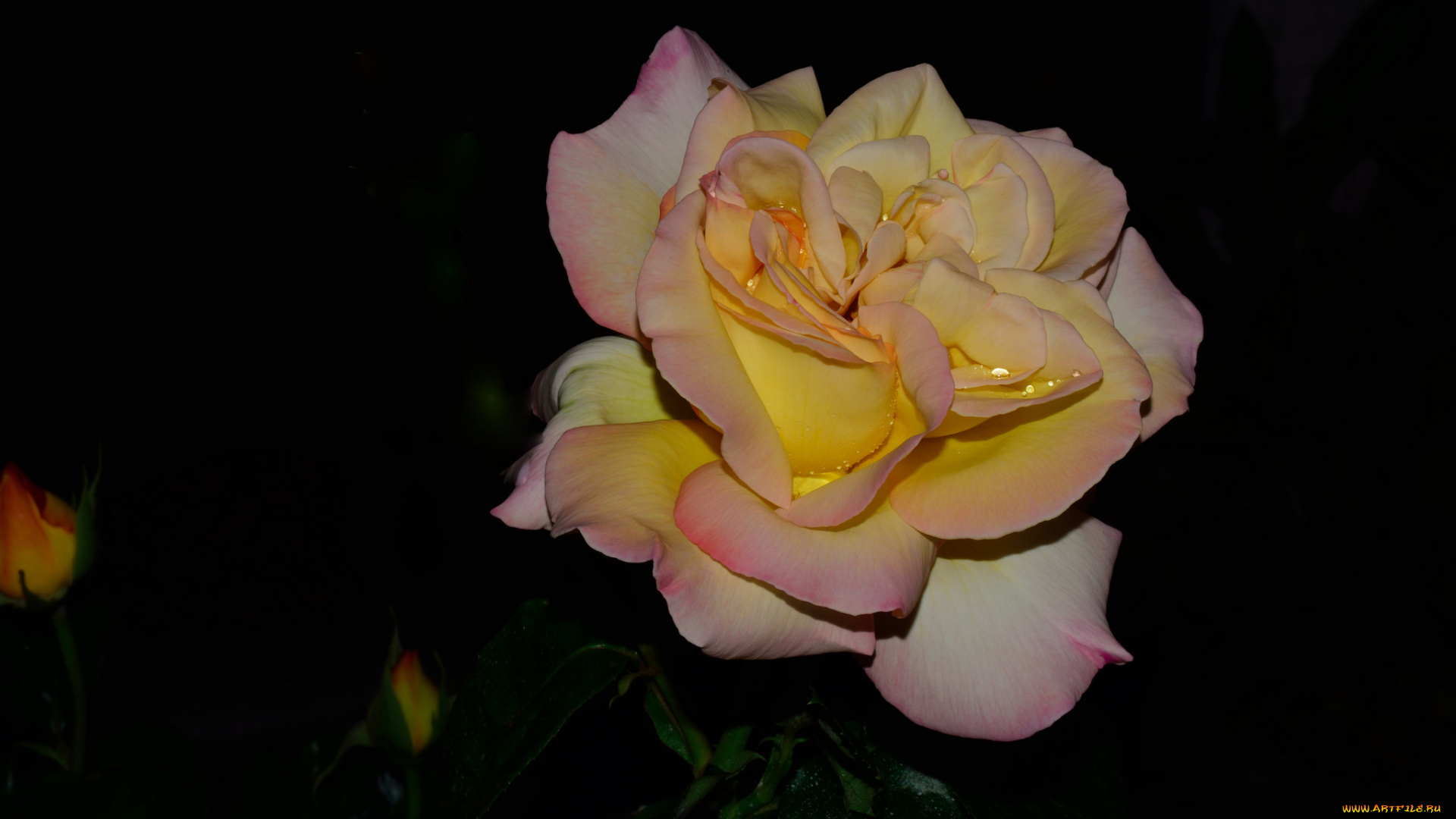 цветы, розы, роза