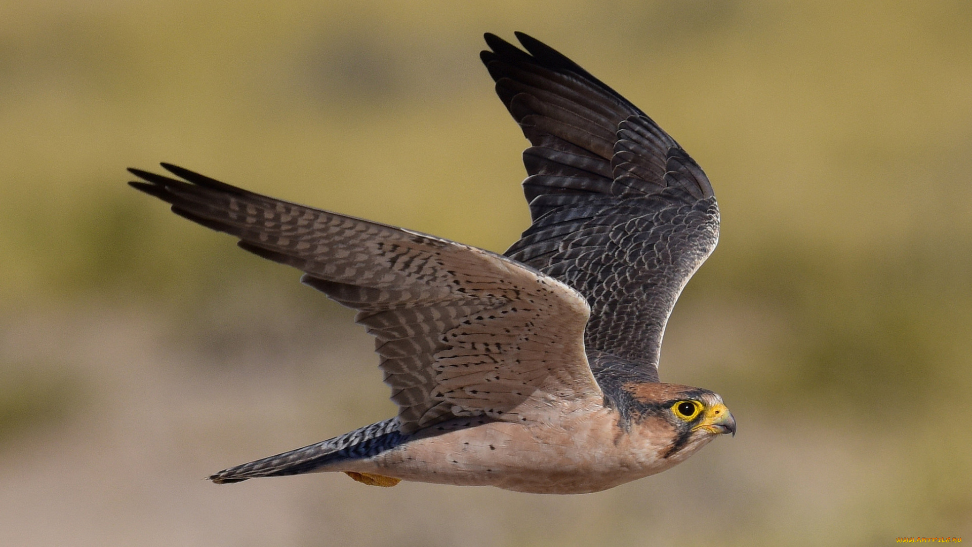 lanner, falcon, животные, птицы, -, хищники, сокол