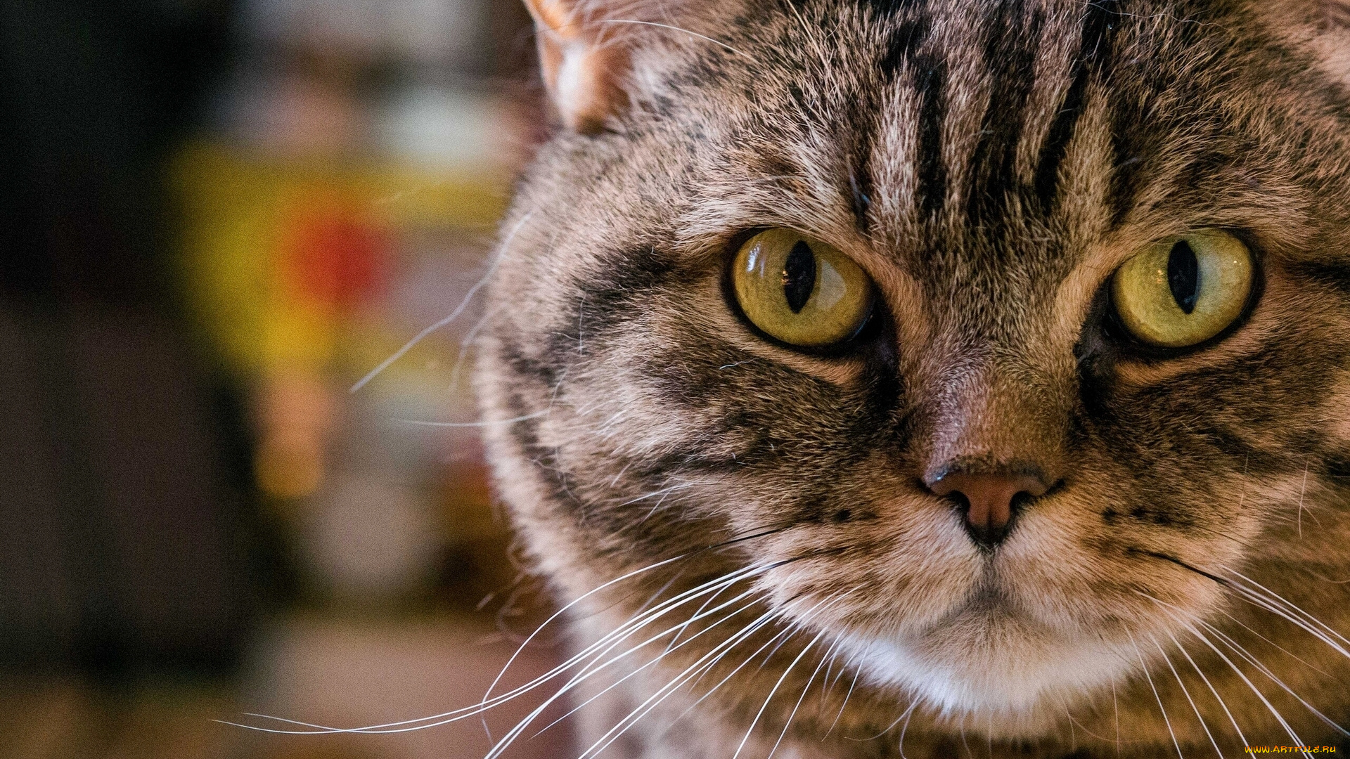 животные, коты, кошка, кот, портрет, взгляд, усы, морда