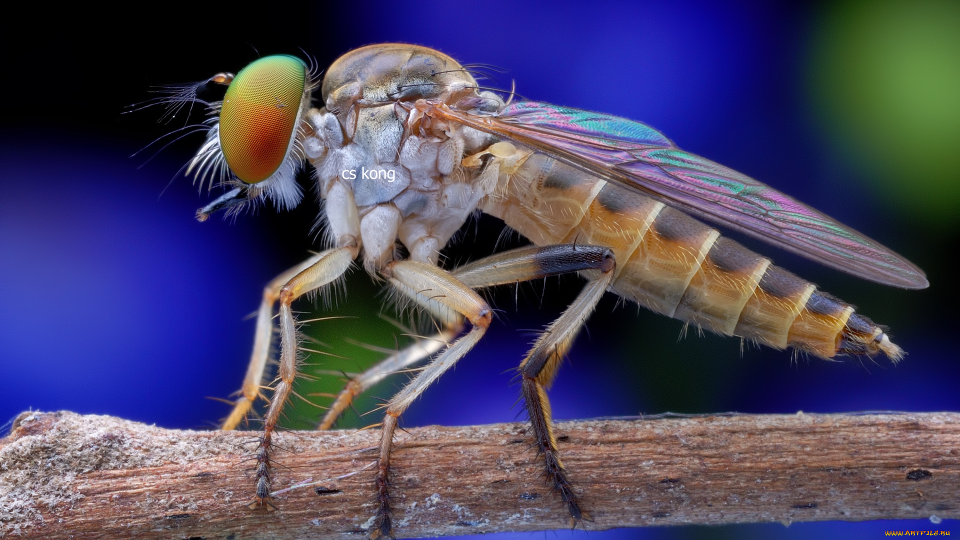 животные, насекомые, утро, макро, насекомое, травинка, фон