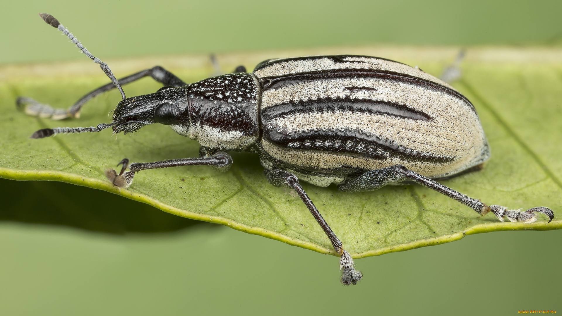 животные, насекомые, жучок