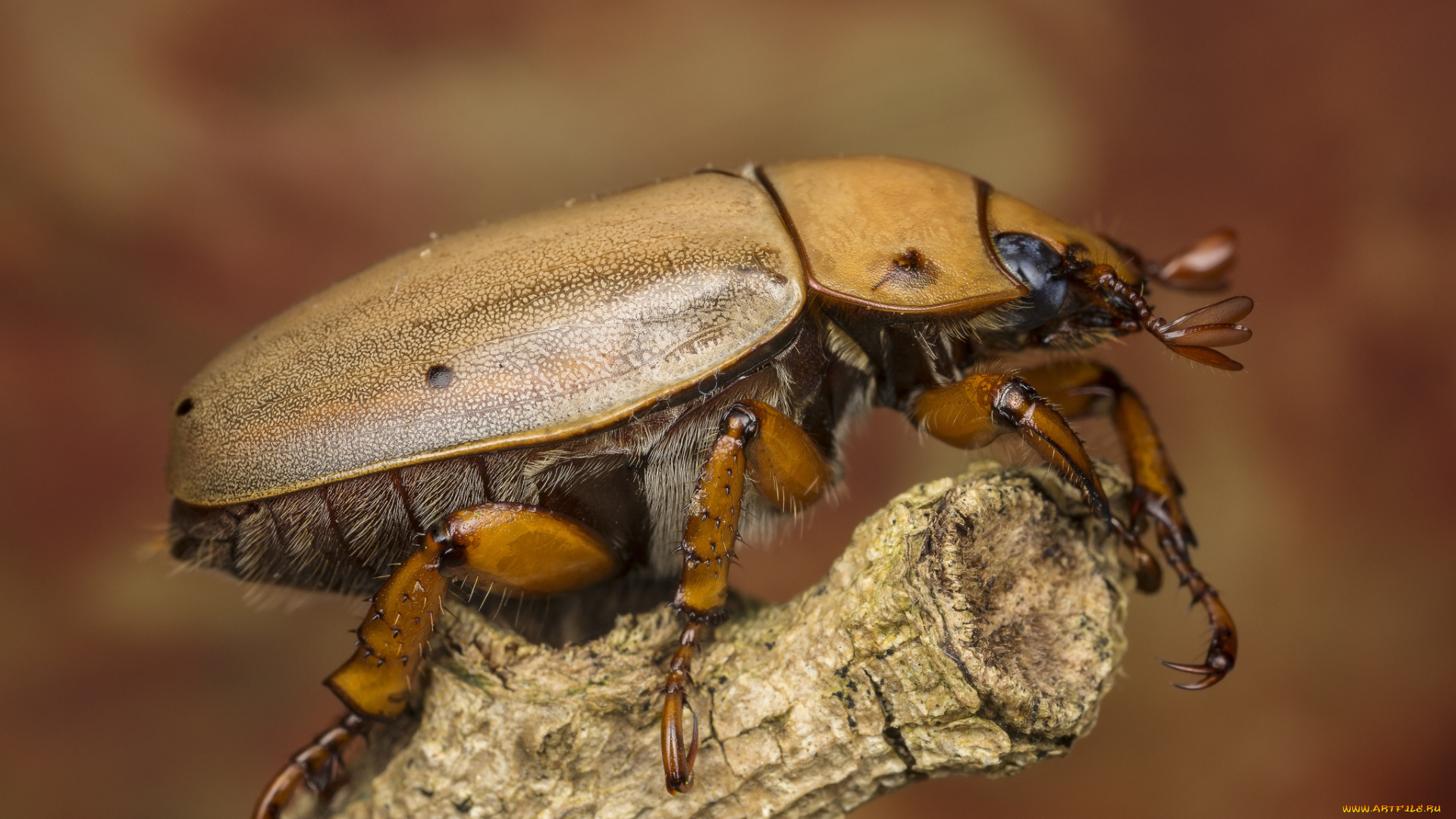 животные, насекомые, жучок