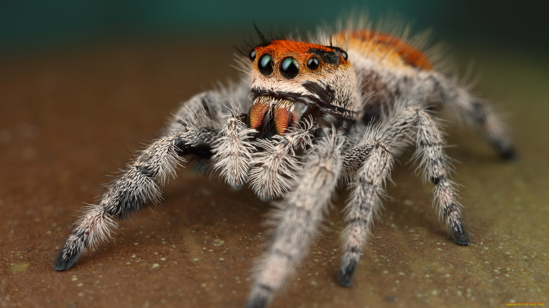 животные, пауки, паучок