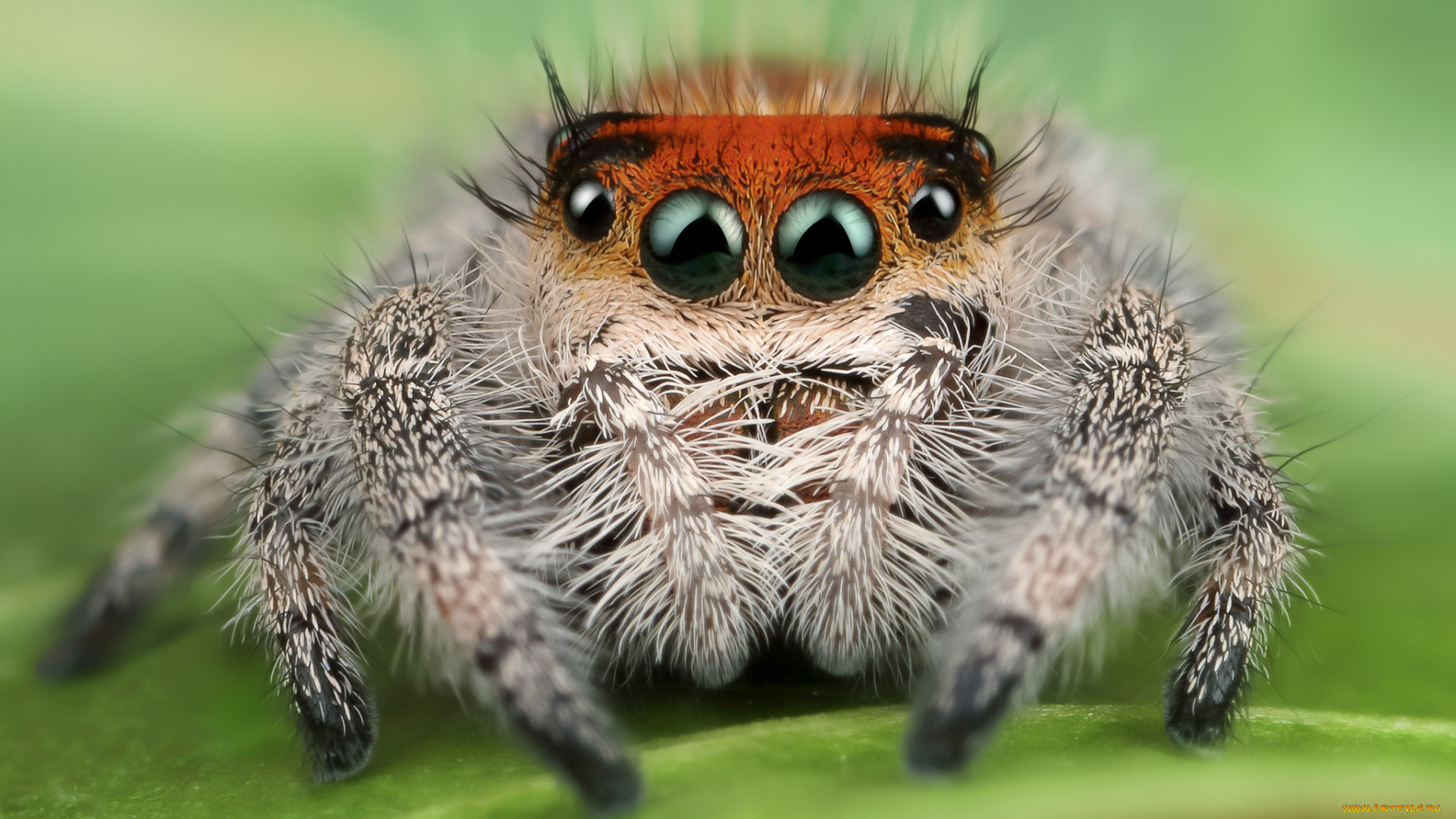 животные, пауки, паучок