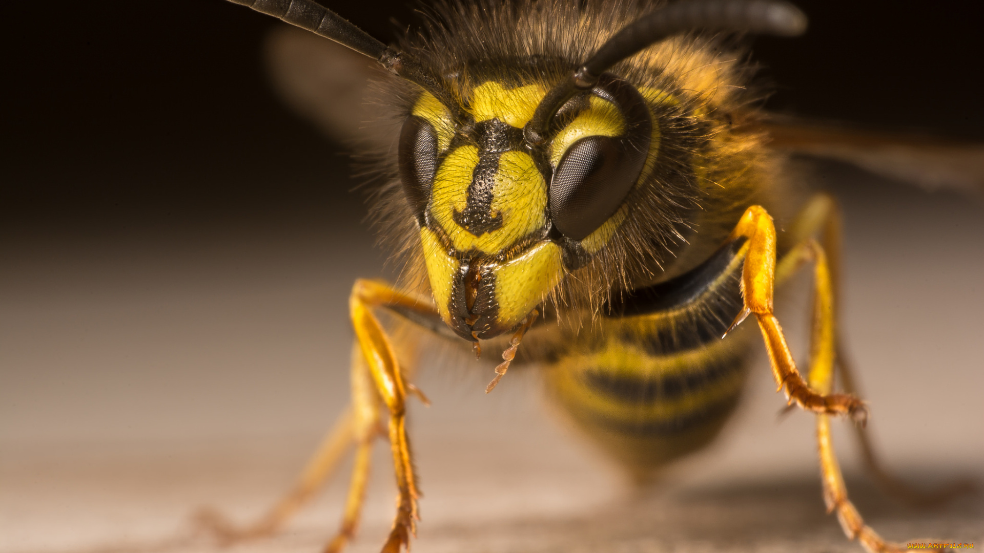 животные, пчелы, , осы, , шмели, оса