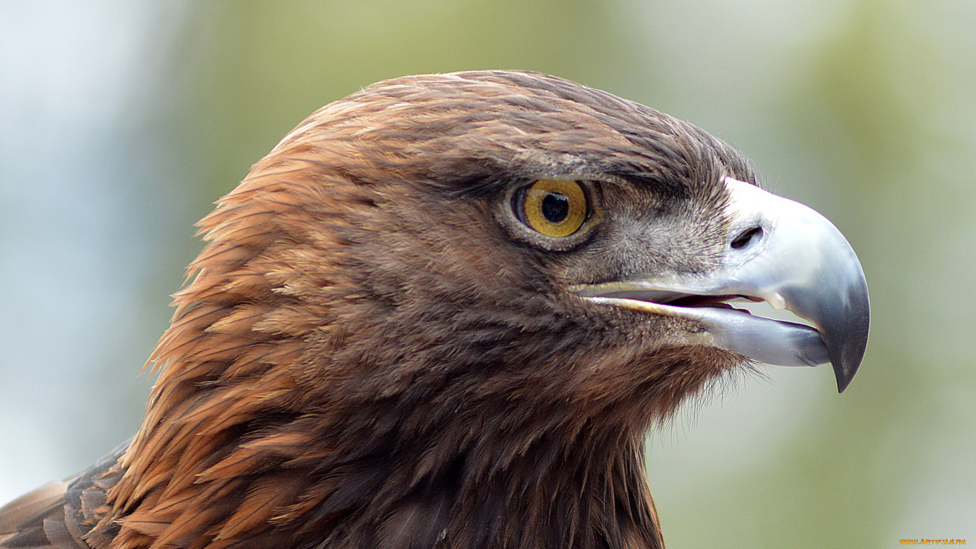животные, птицы, -, хищники, орел, степной