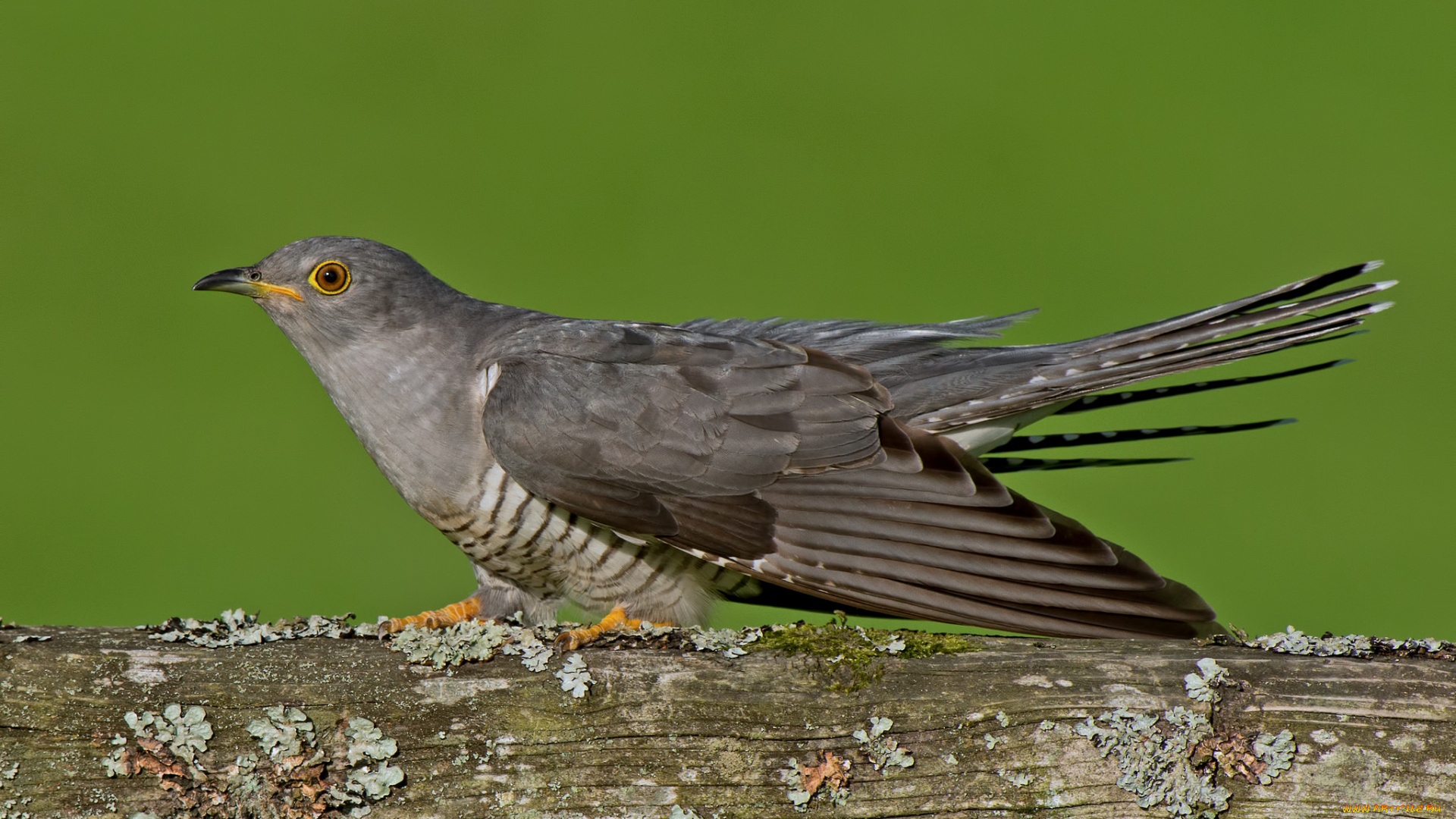 животные, птицы, кукушка