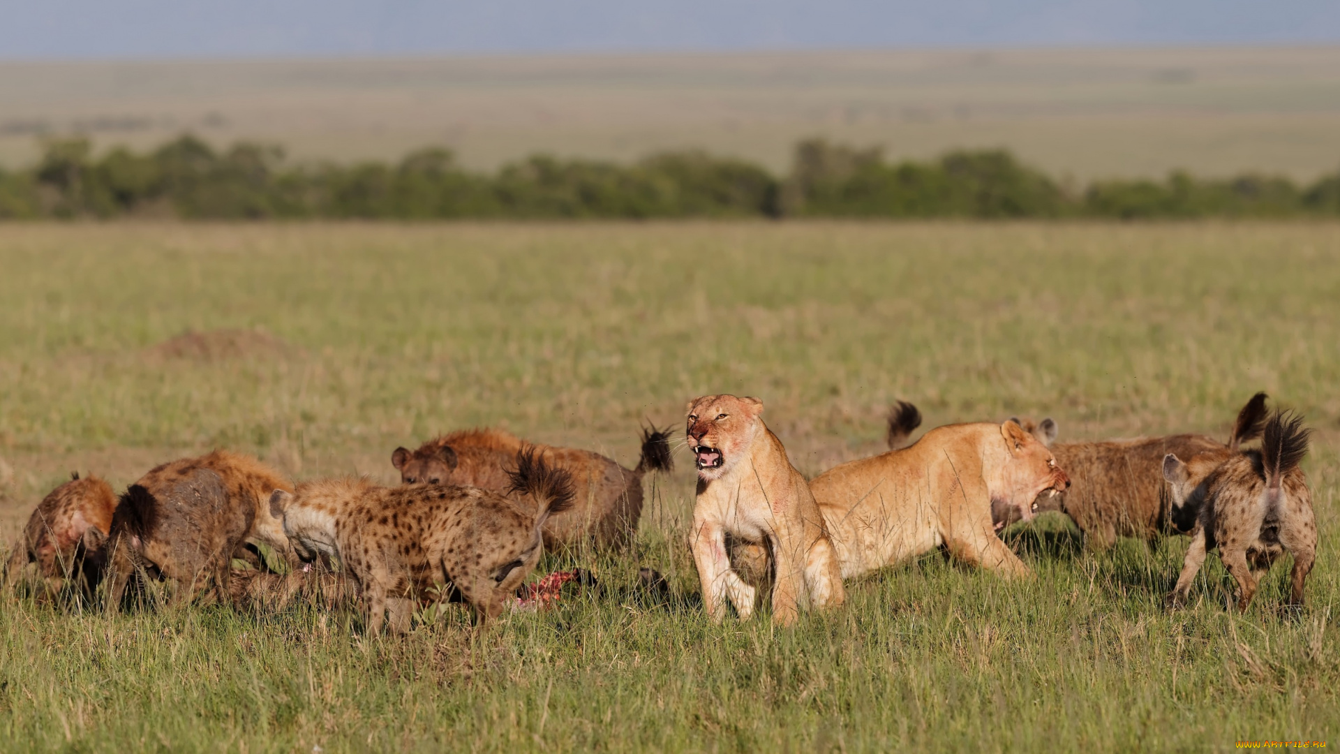 животные, разные, вместе, hyenas, lions