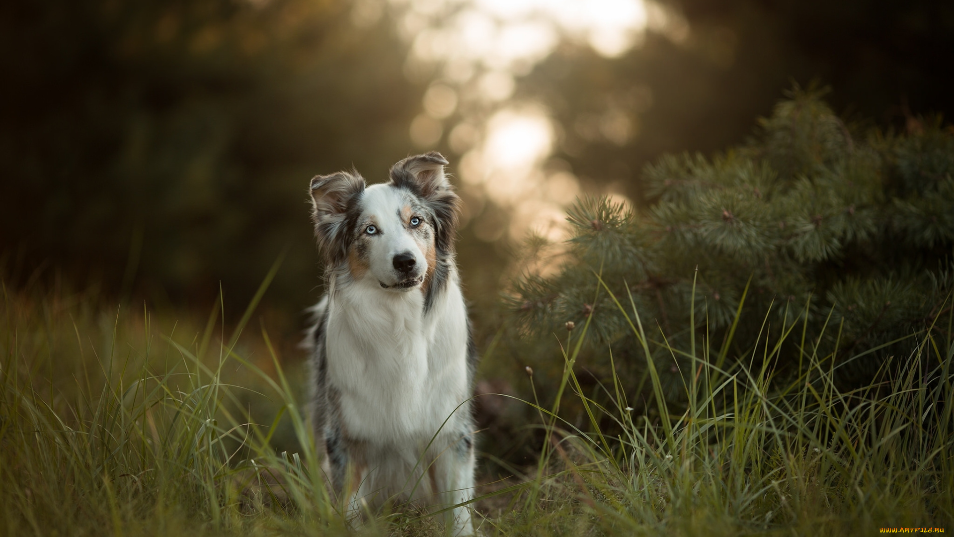 животные, собаки, аусси, собака, трава, австралийская, овчарка