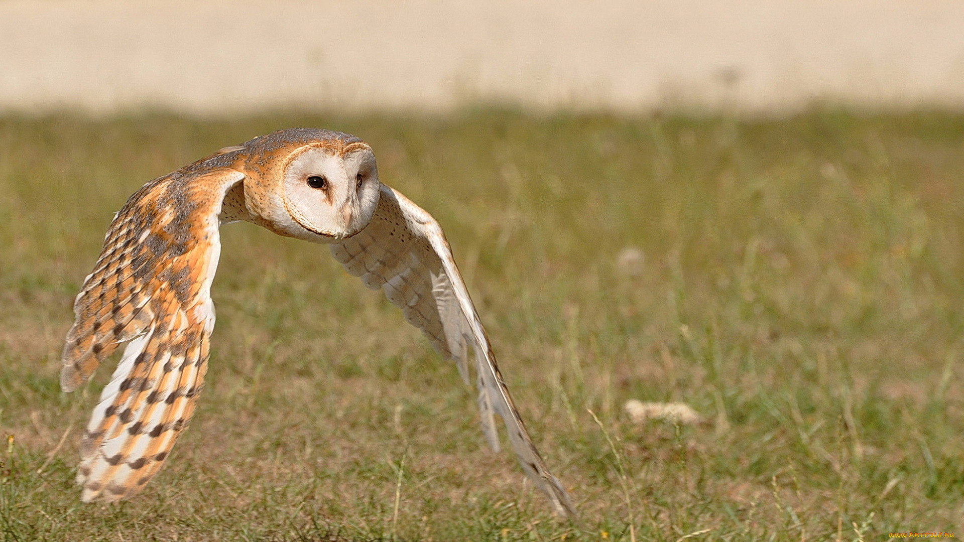 животные, совы, полярная, сова