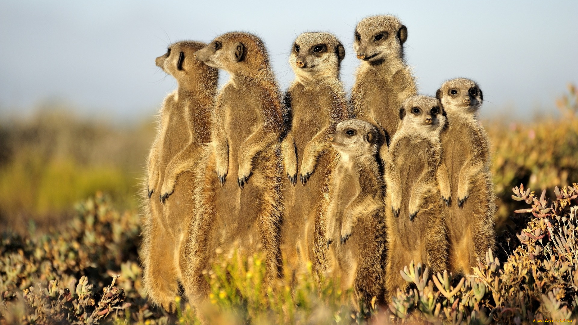 животные, сурикаты, зверки, милые, смешные, стойка