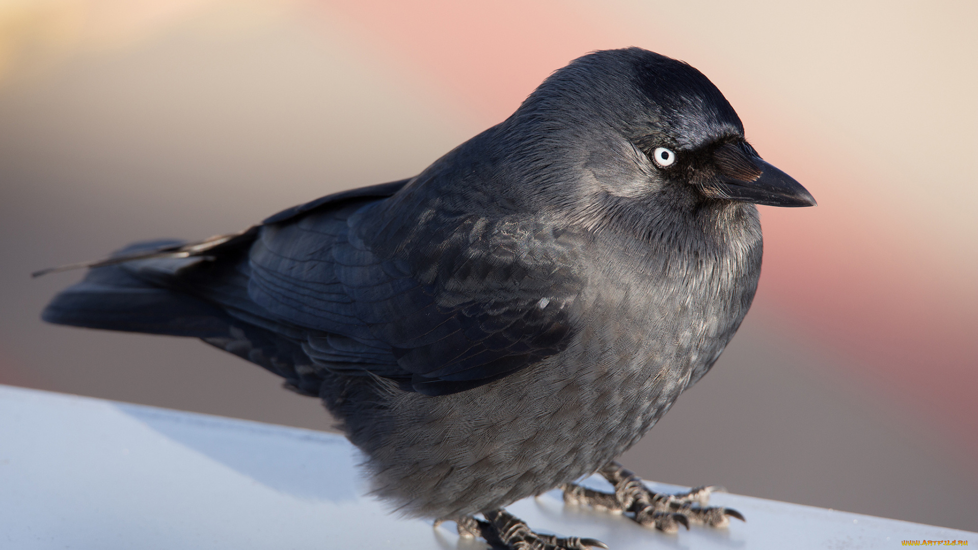 животные, вороны, , грачи, , галки, галка