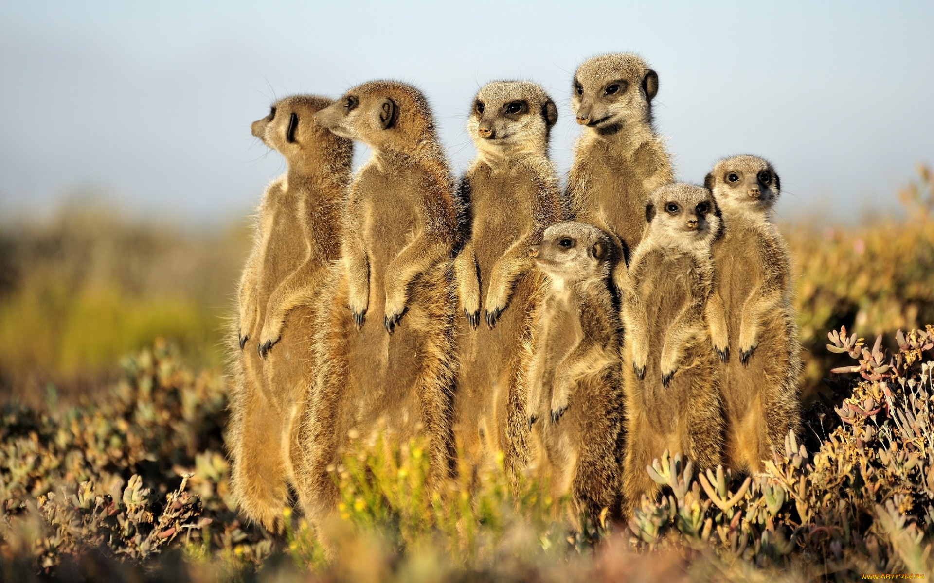 животные, сурикаты, зверки, милые, смешные, стойка