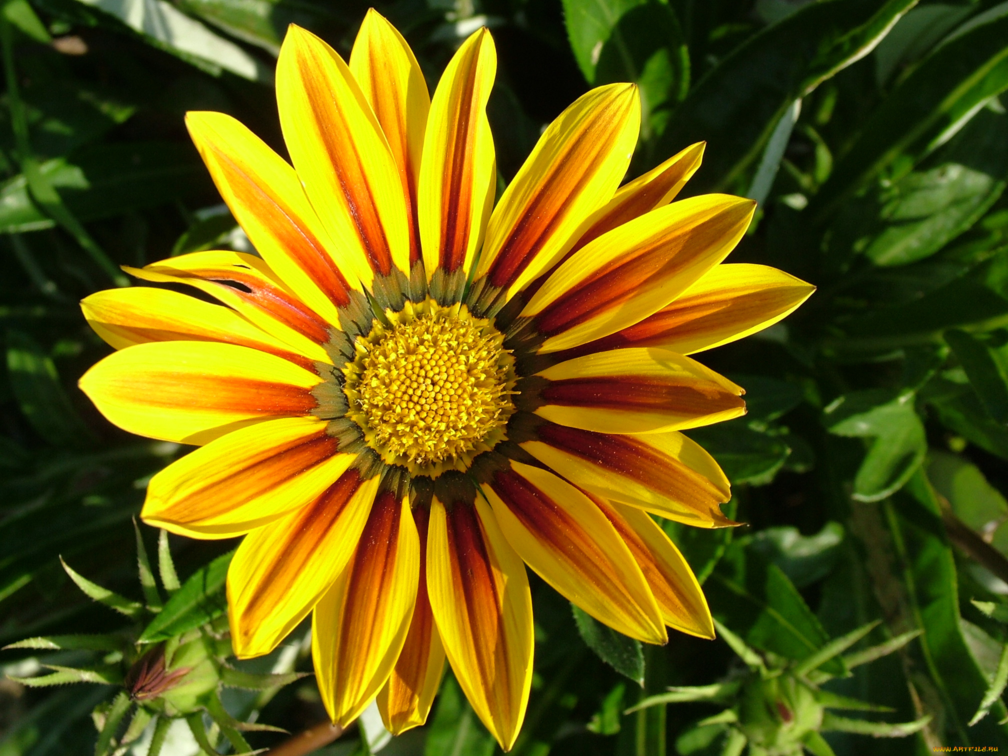 цветы, лепестки