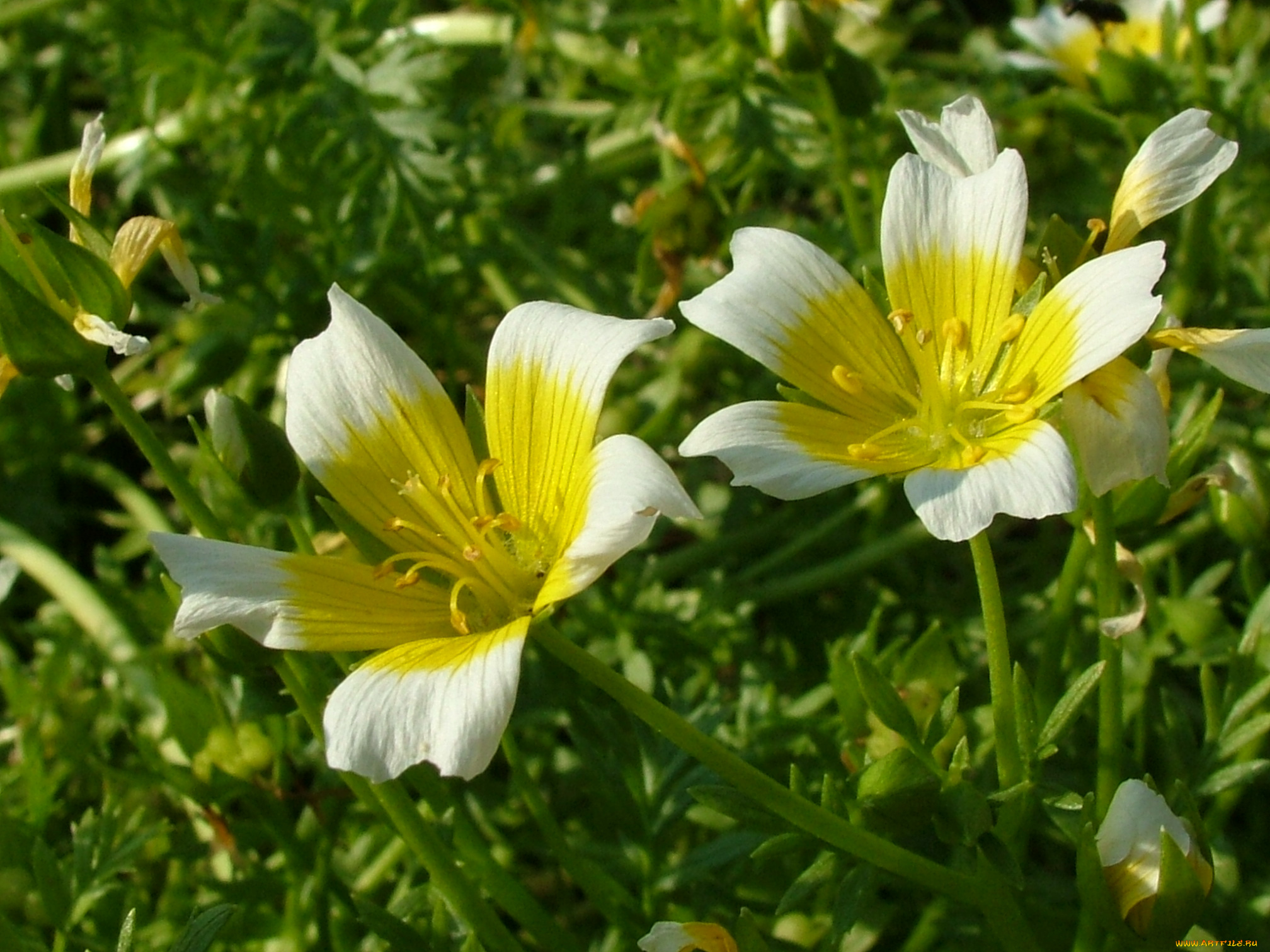 цветы, луговые, , полевые, , цветы, лепестки