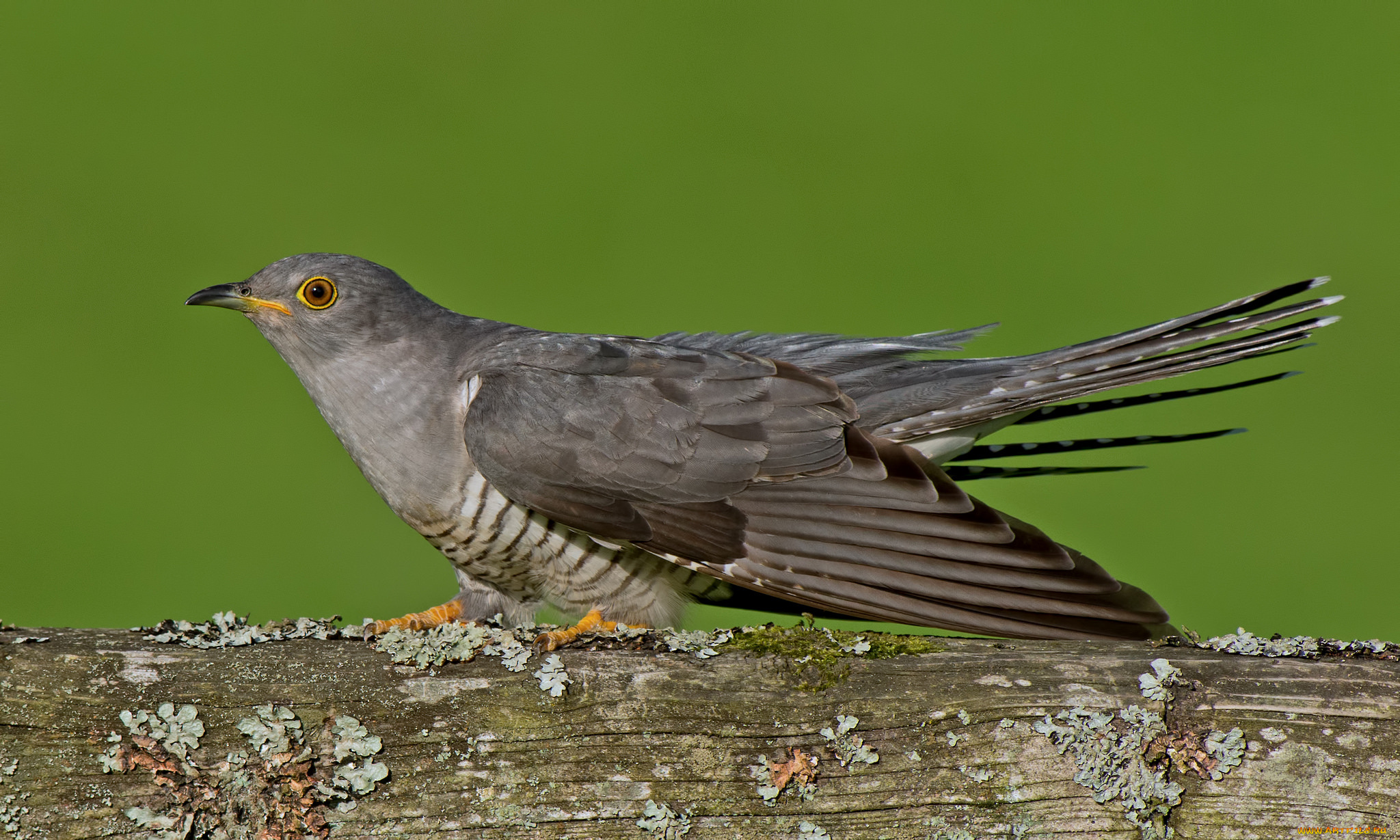 животные, птицы, кукушка