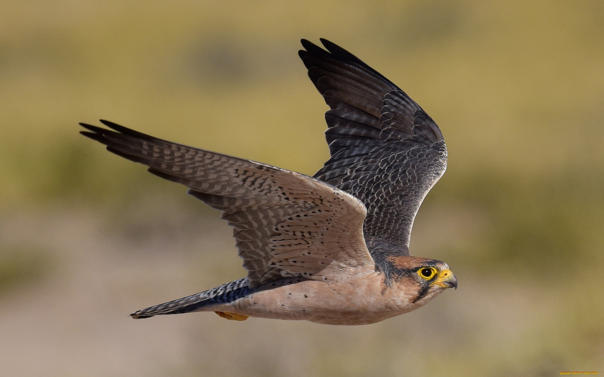 lanner, falcon, животные, птицы, -, хищники, сокол
