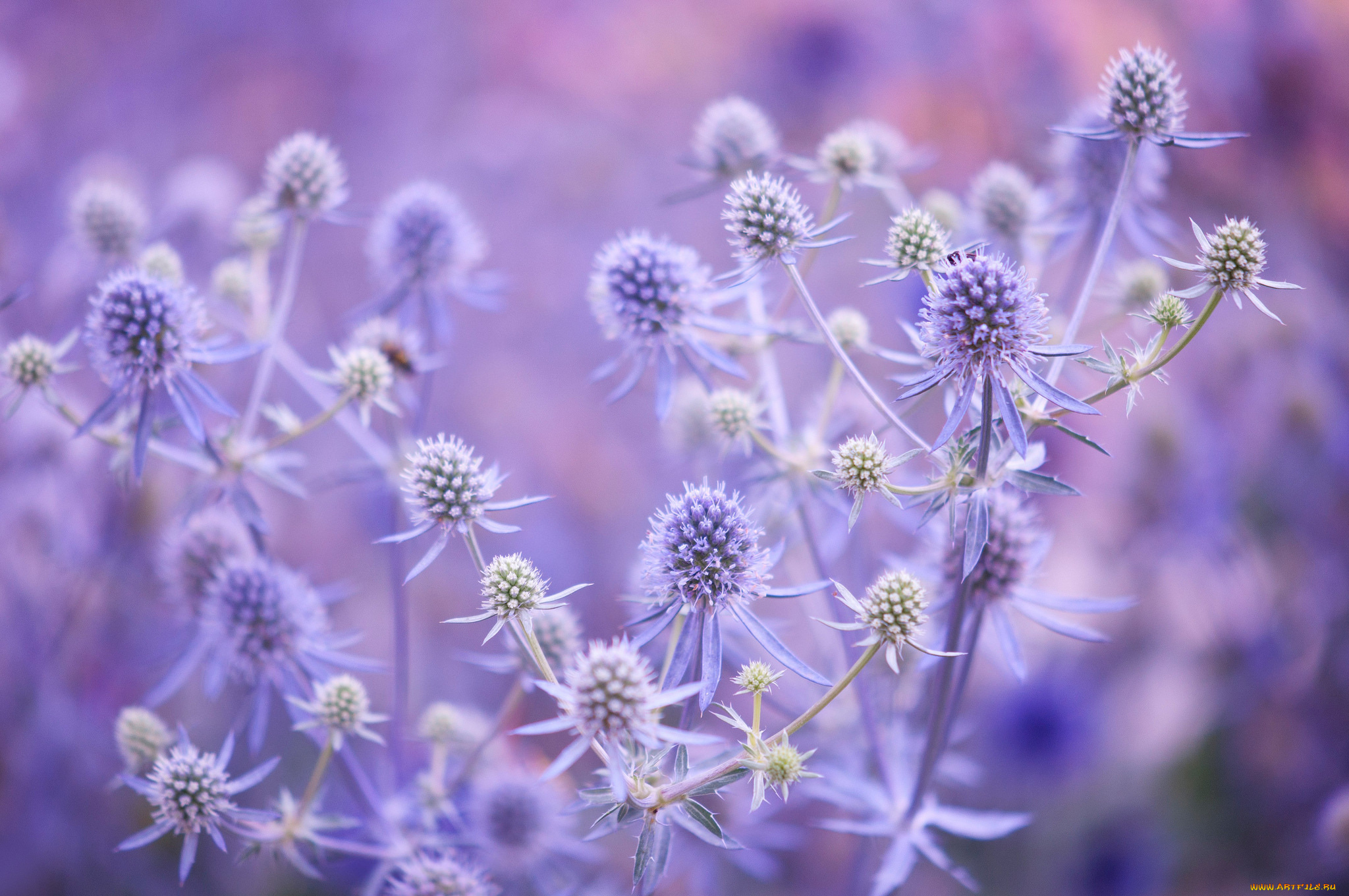 цветы, Чертополох, , репейник, растение, цветок, макро, листья, стебель, поле, луг