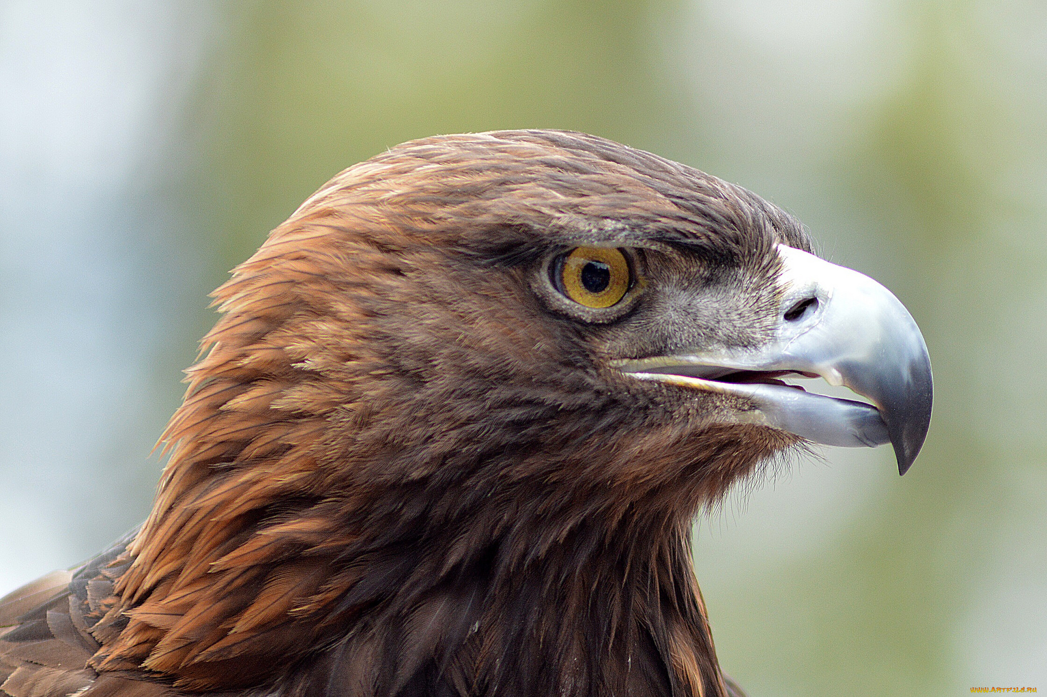 животные, птицы, -, хищники, орел, степной