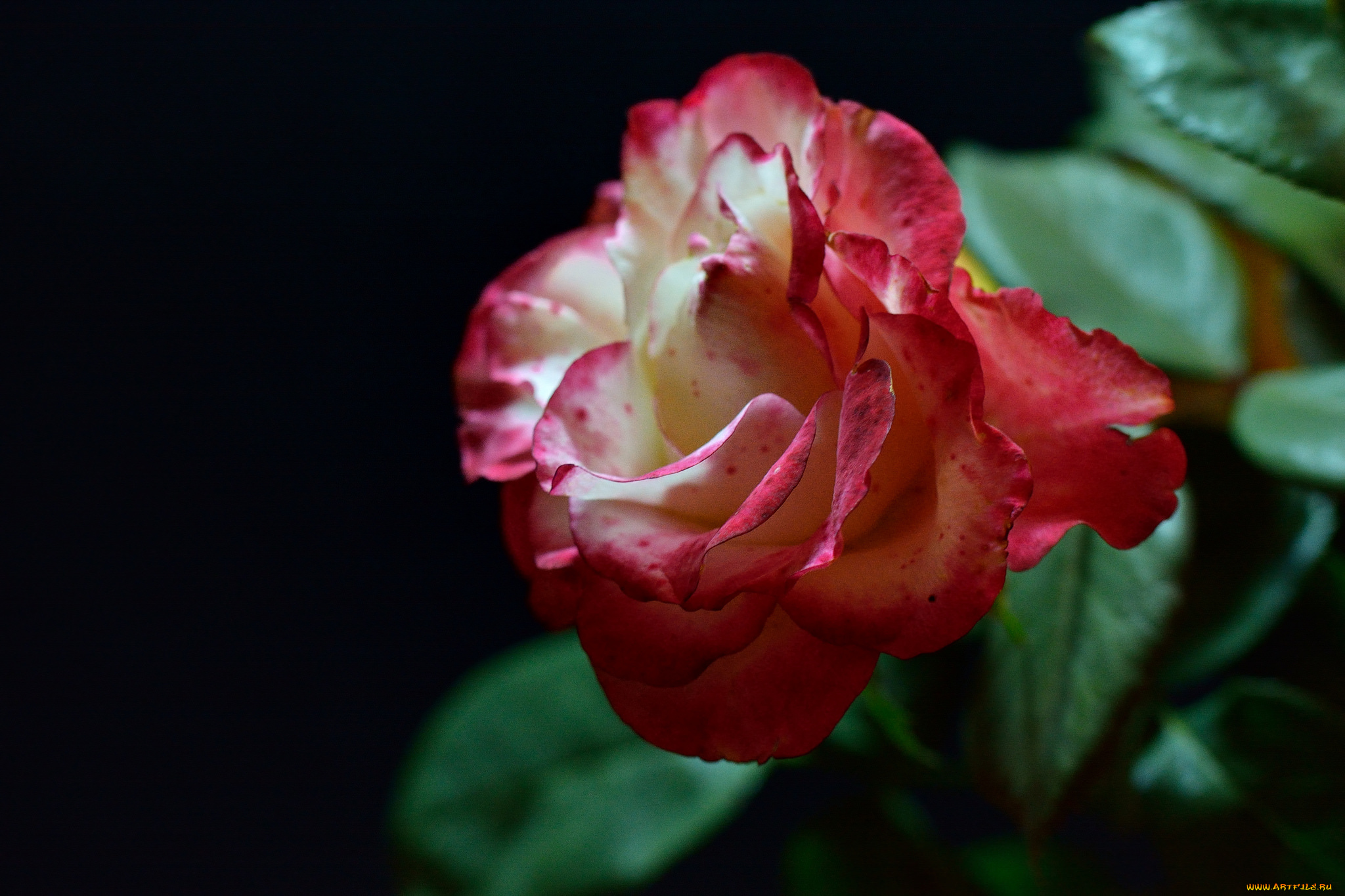 цветы, розы, роза