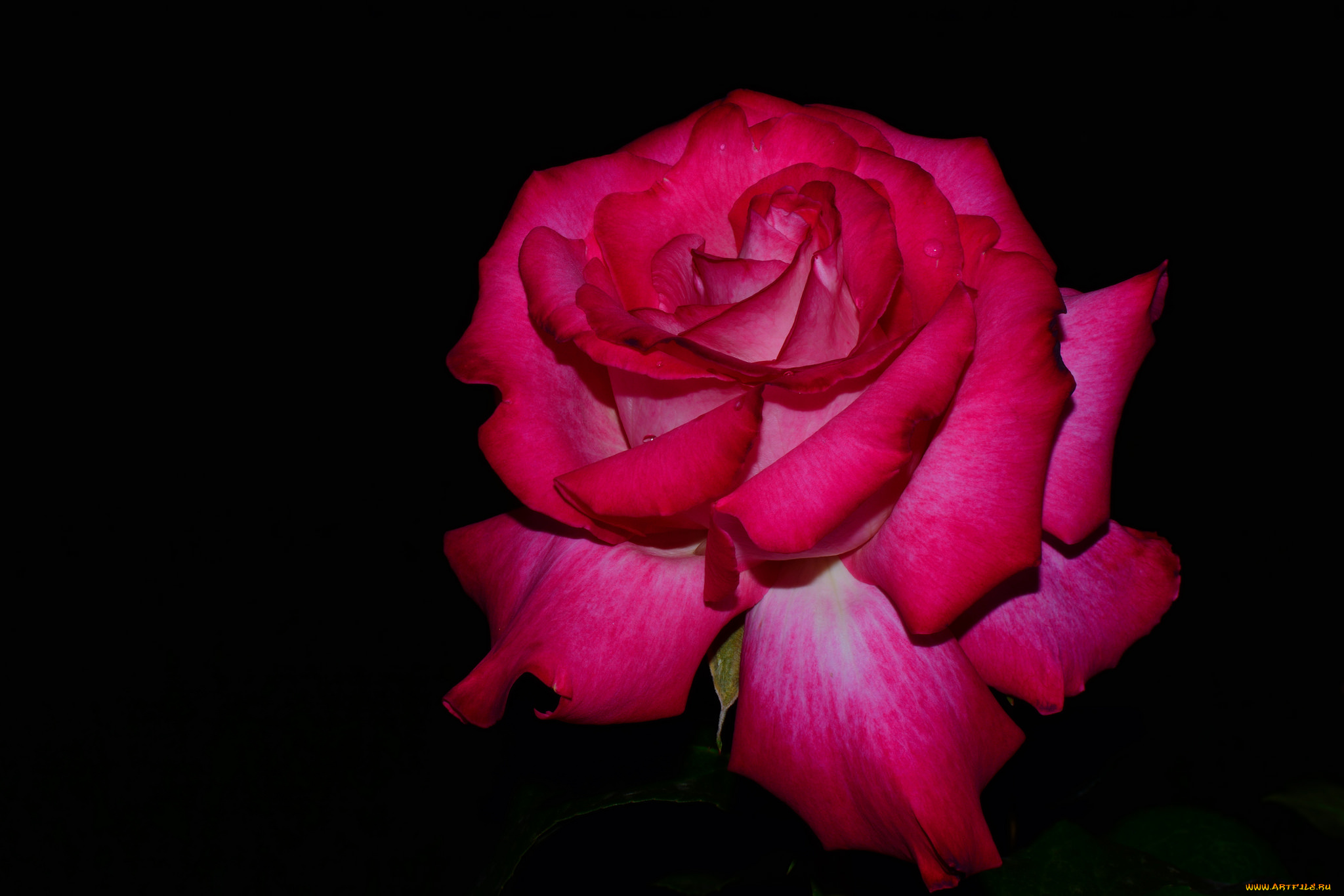 цветы, розы, роза