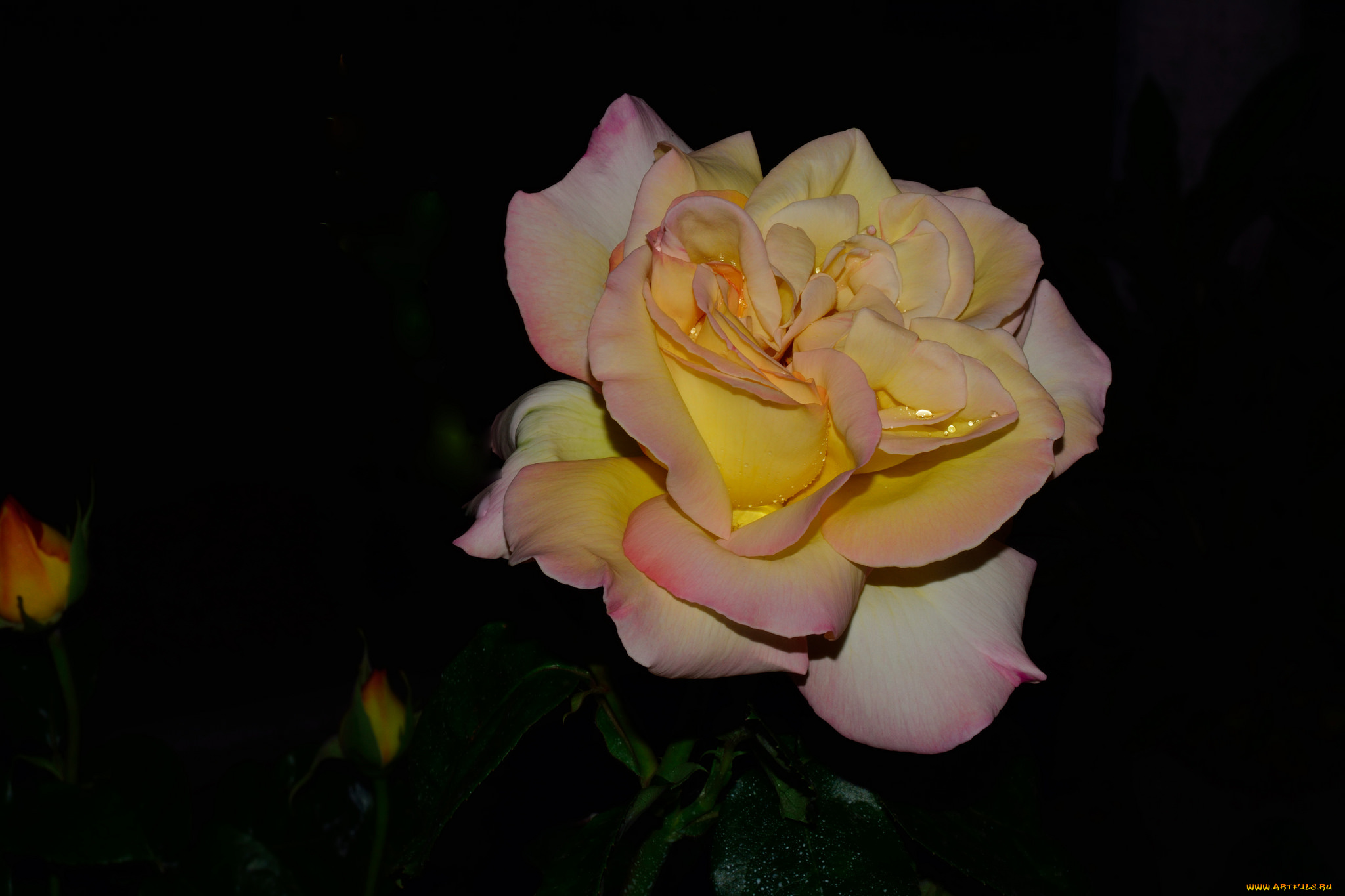 цветы, розы, роза